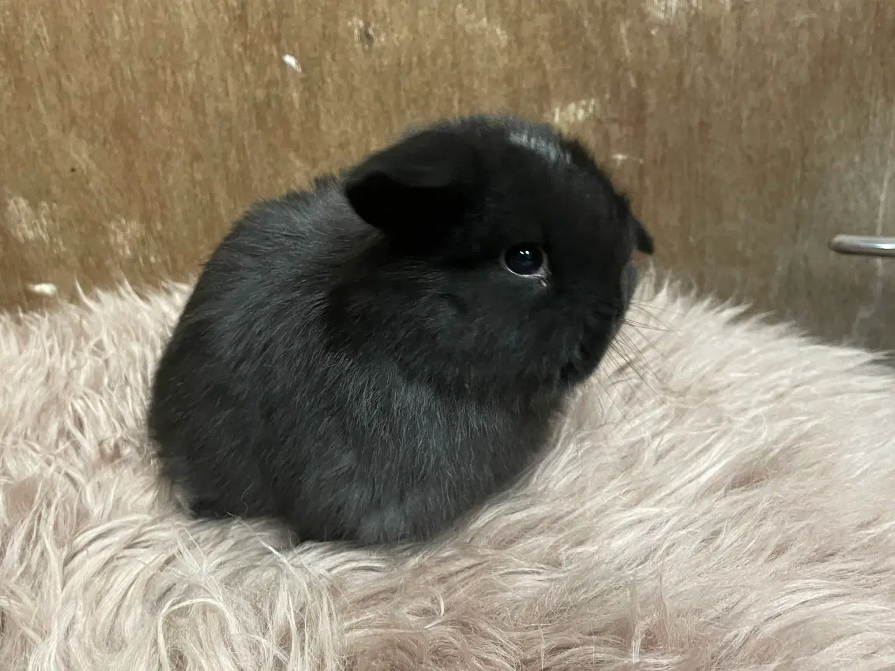 Billede 2 - Minilop unge klar 21/2 (dreng)