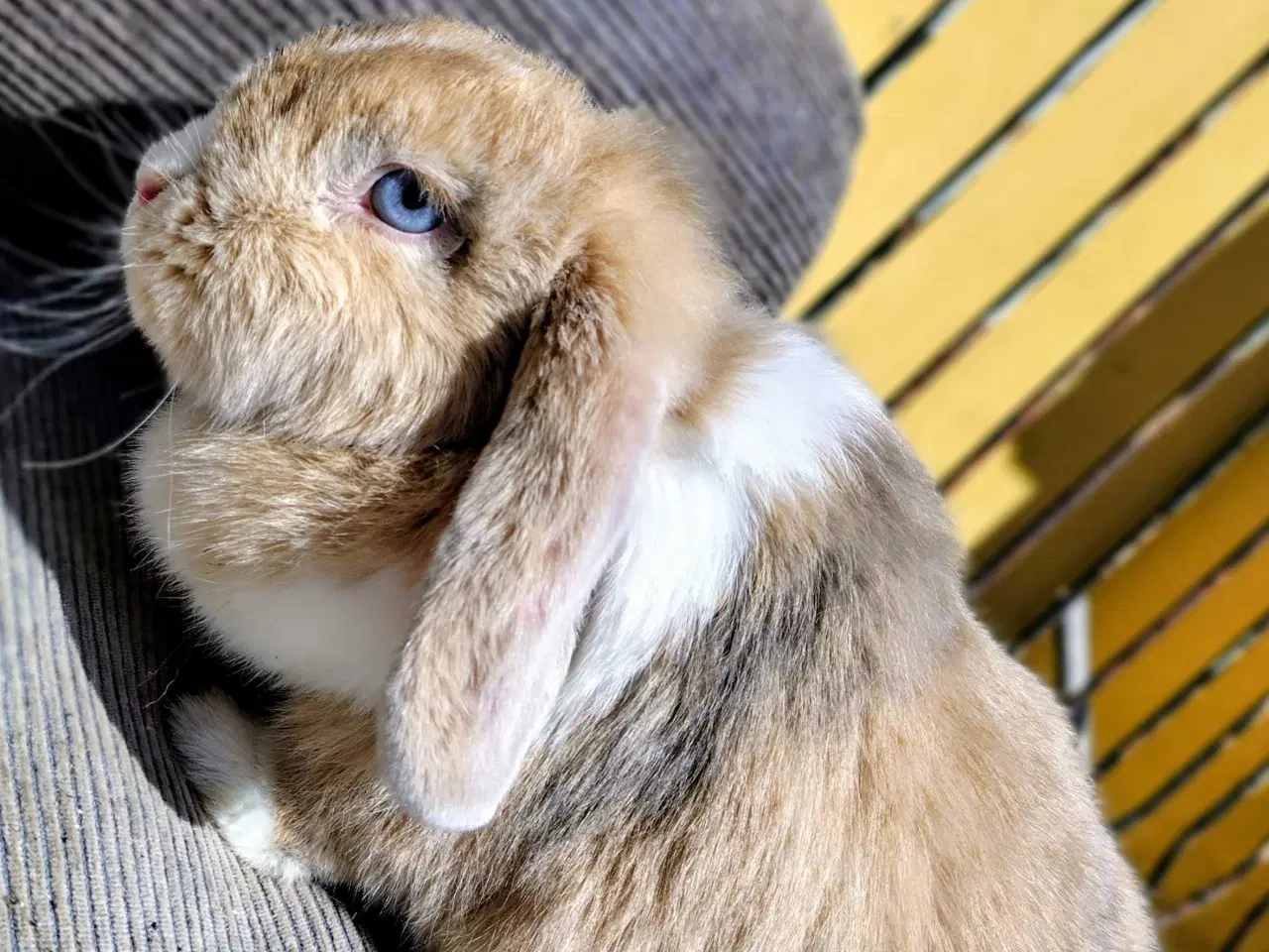 Billede 2 - Dværgvædder m. Tysk Afkomsattest 🪷