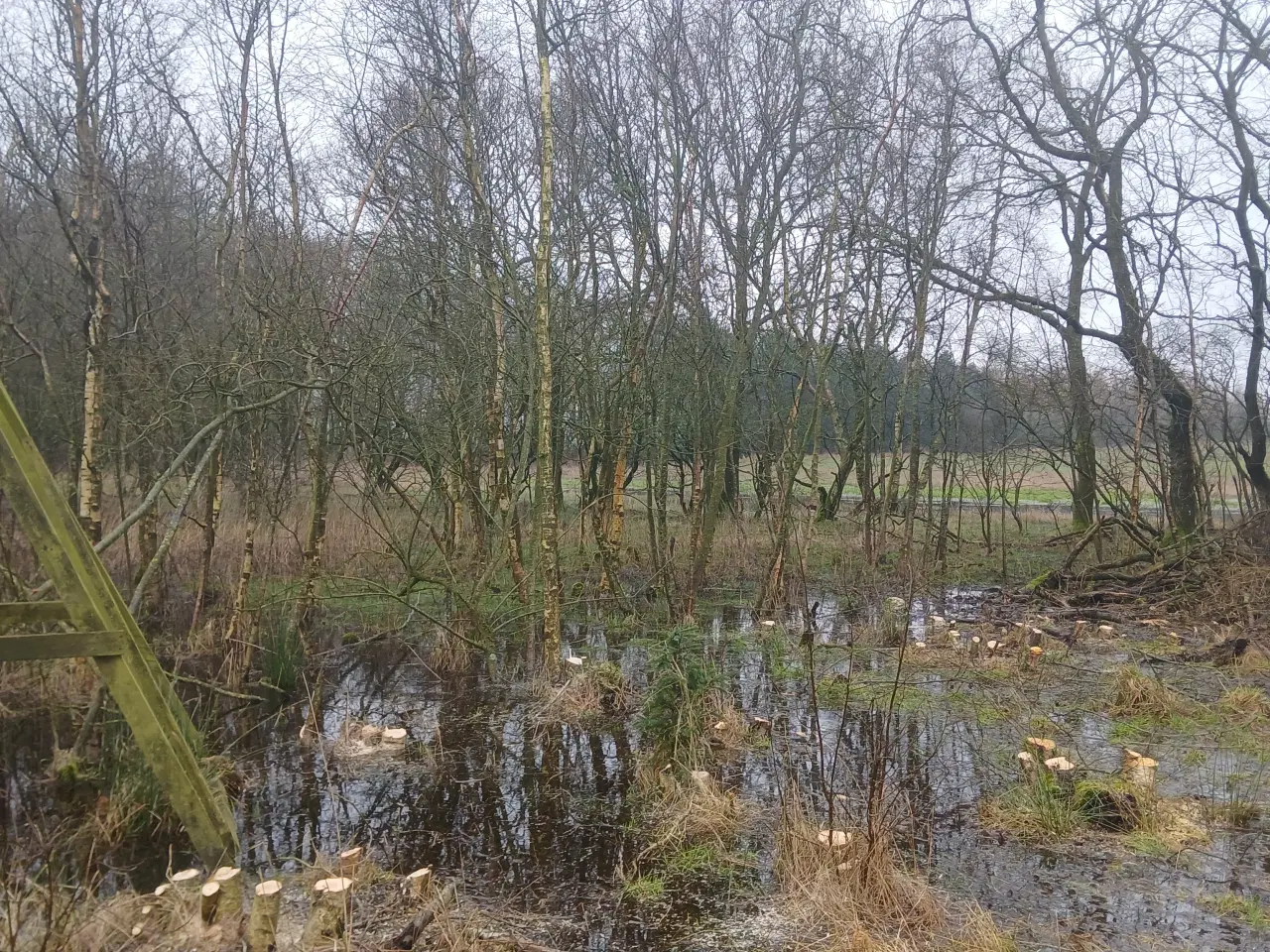 Billede 7 - Brænde af birketræ