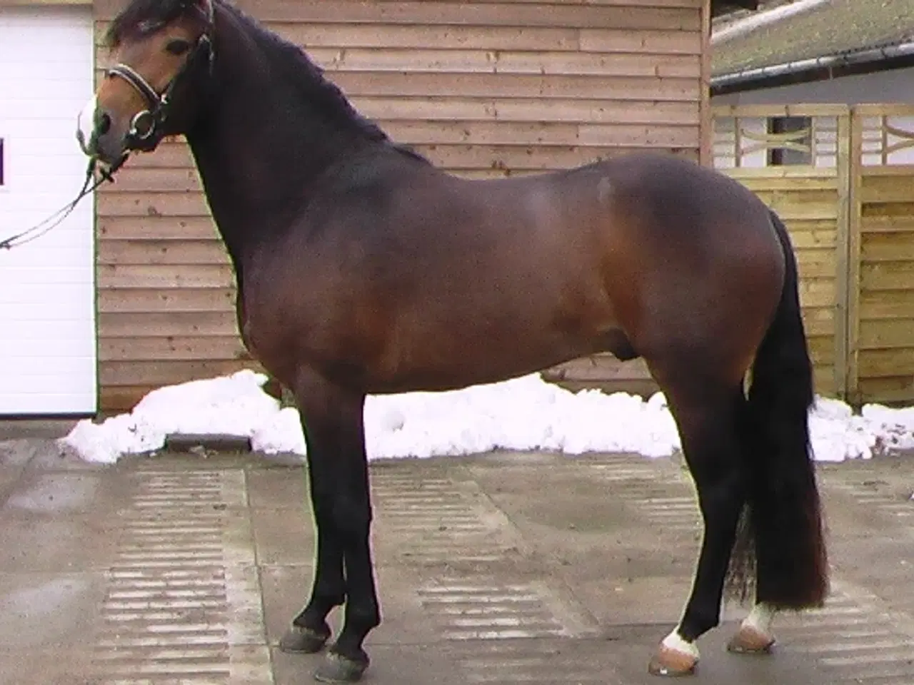 Billede 6 - New Forest hingst 