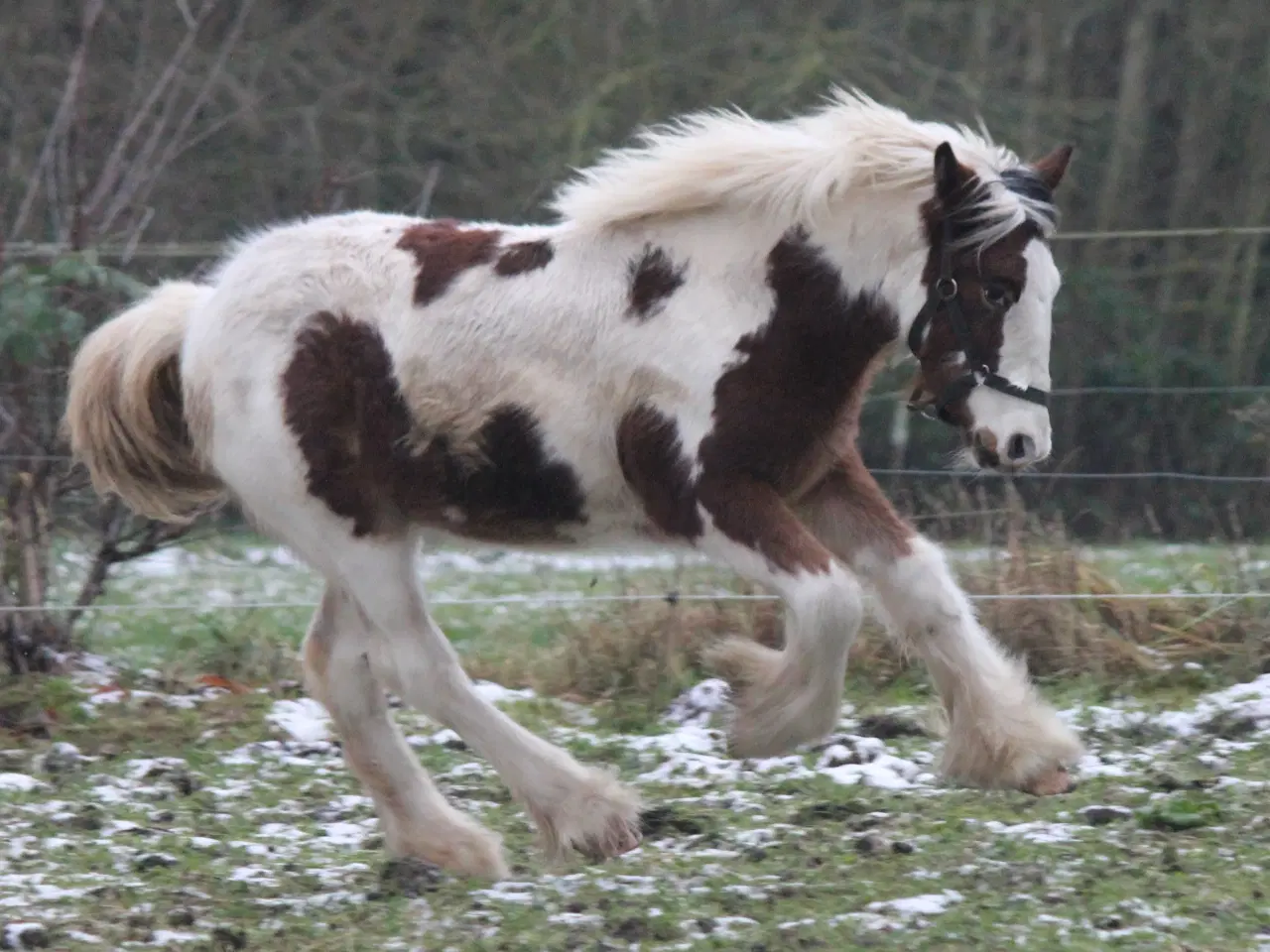 Billede 4 - Tinker /Irish cob hoppe føl