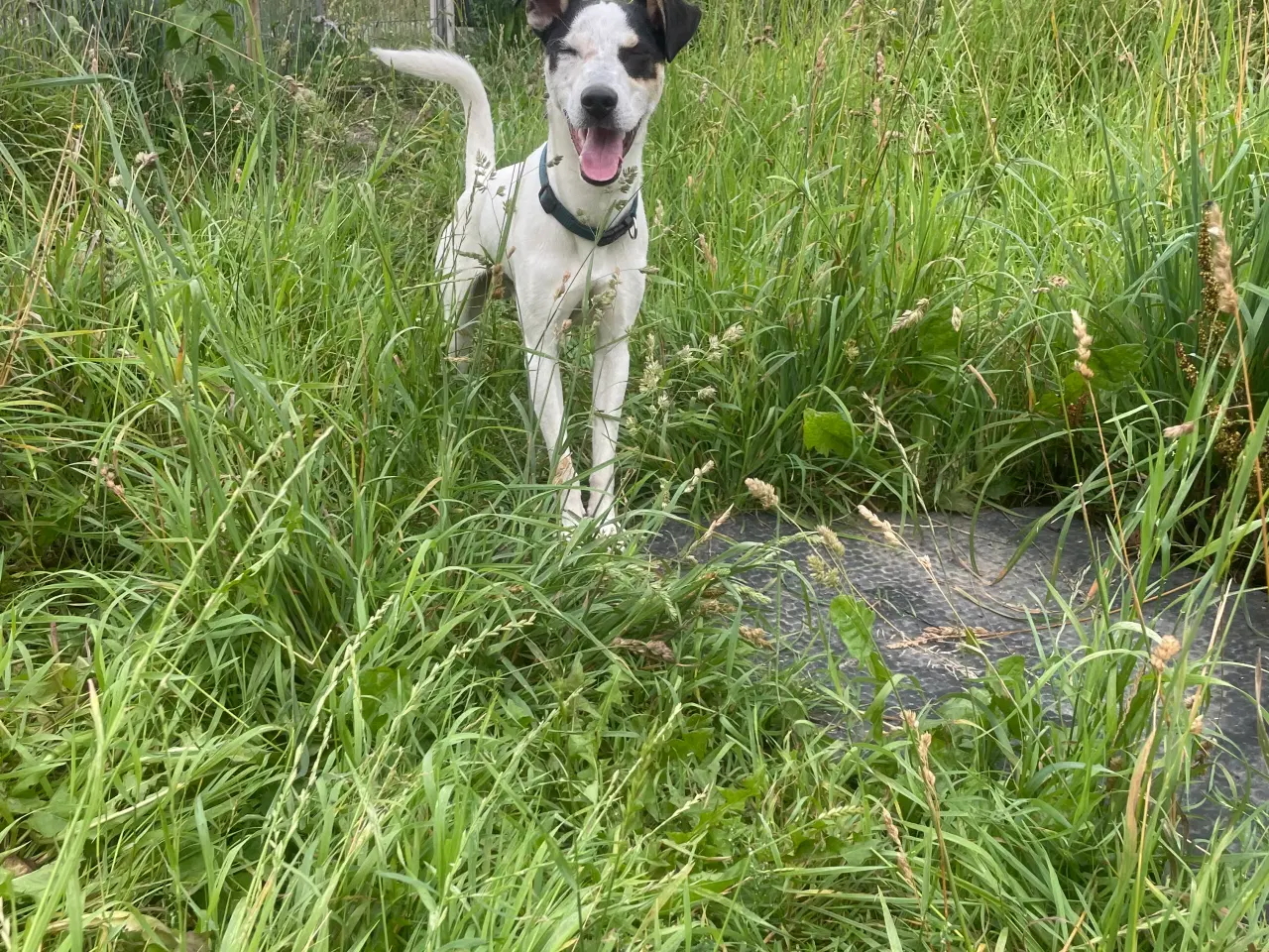 Billede 5 - Dansk svensk Gårdhund 