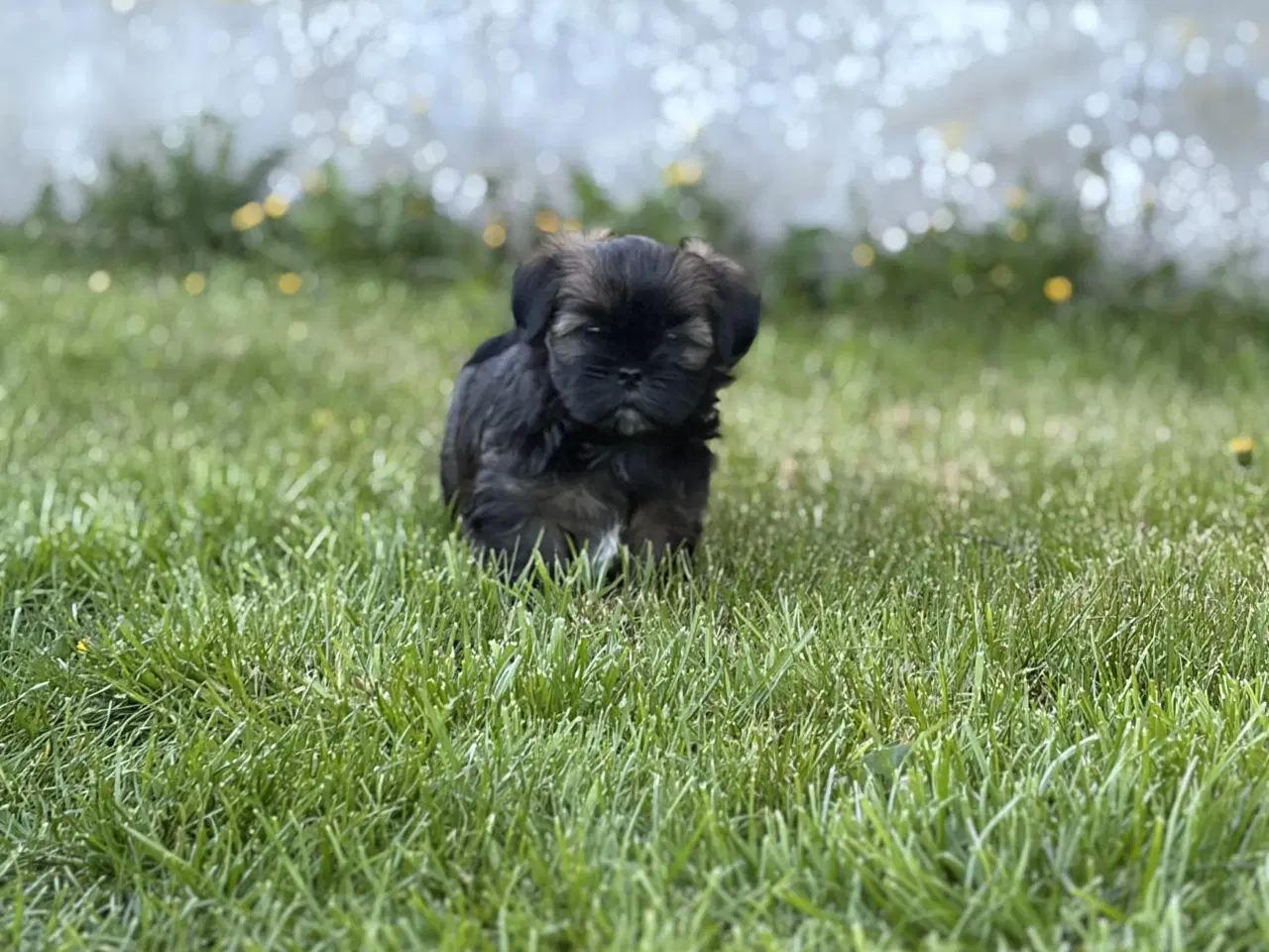 Billede 4 - Lhasa Apso tæver med DKK stamtavle 