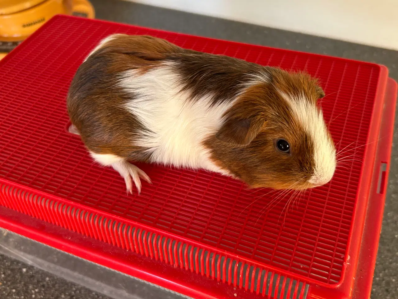 Billede 2 - Marsvin unge sælges