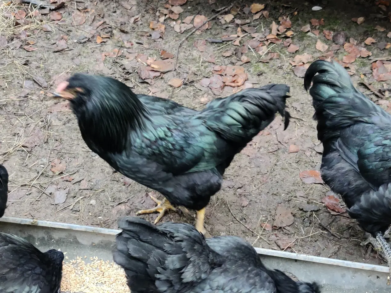 Billede 2 - Haner, blanding af engelsk araucana og barnewelder