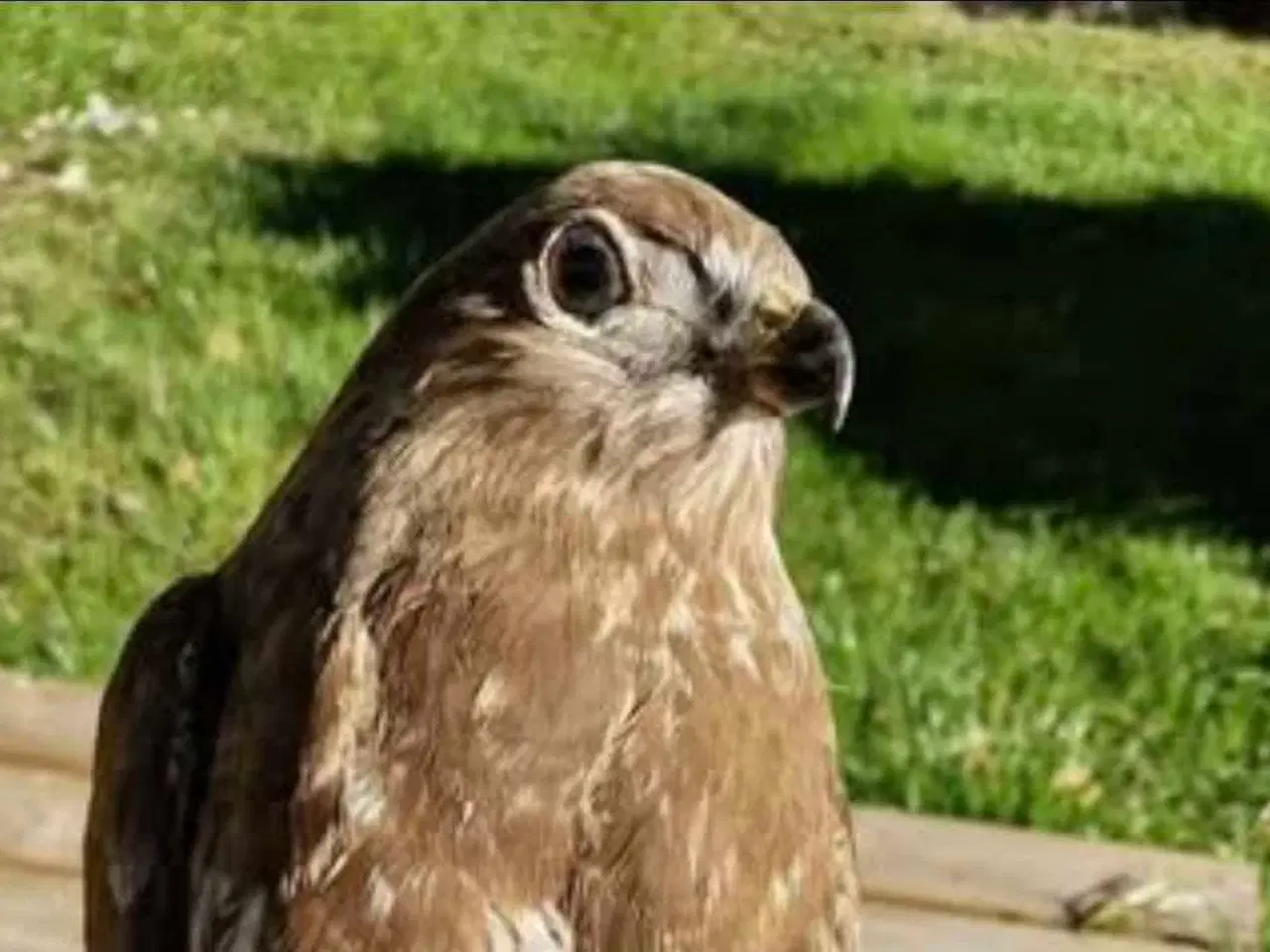 Billede 3 - Siddende musvåge med flot fjerpragt sælges