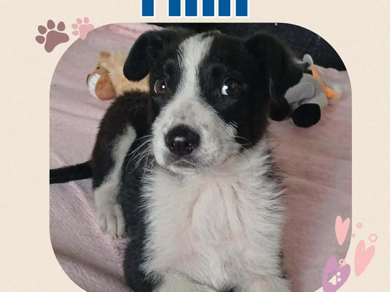 Billede 7 - Finn søger kærlighed 