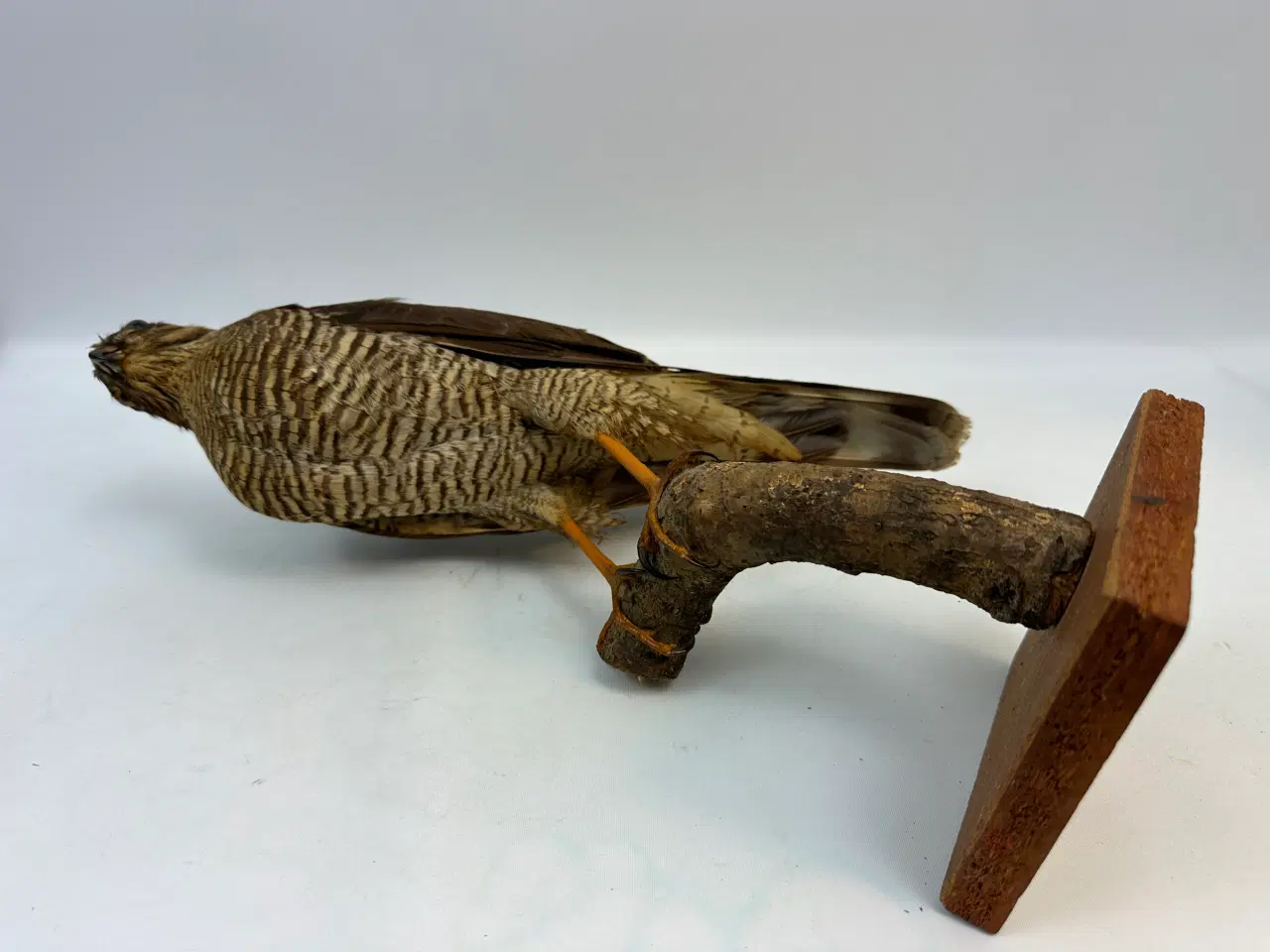 Billede 9 - Udstoppet Spurvehøg