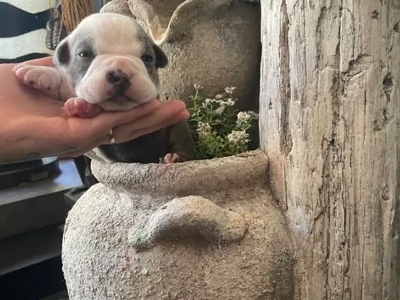 Billede 2 - New english bulldog