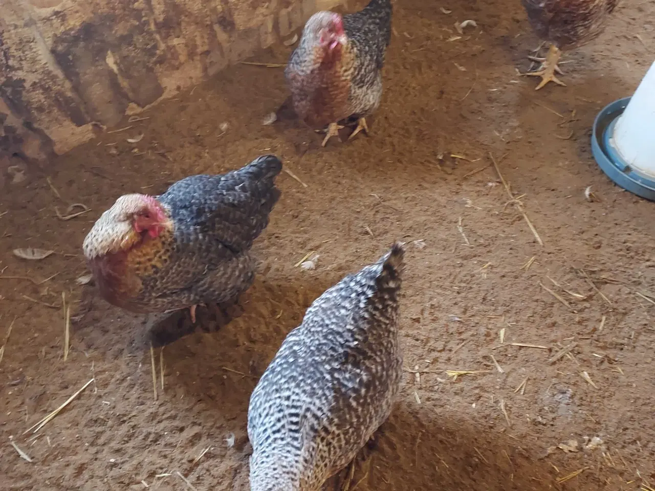 Billede 2 - Bielenfeld 