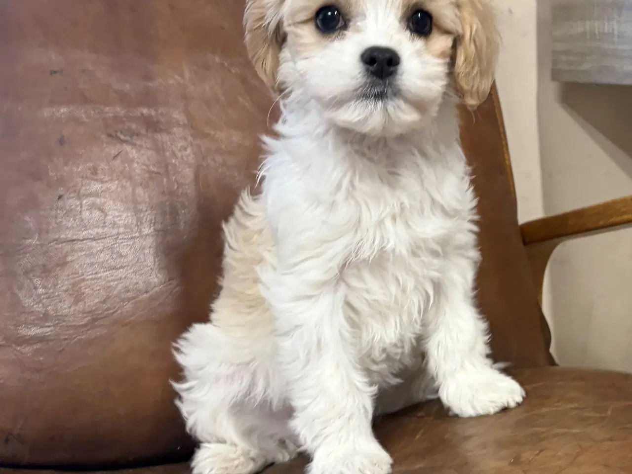 Billede 8 - Den smukkeste Mini Cavapoo pige 