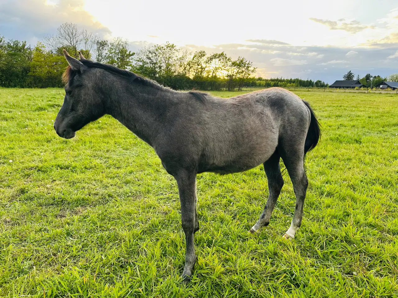 Billede 1 - Pony Hingst 