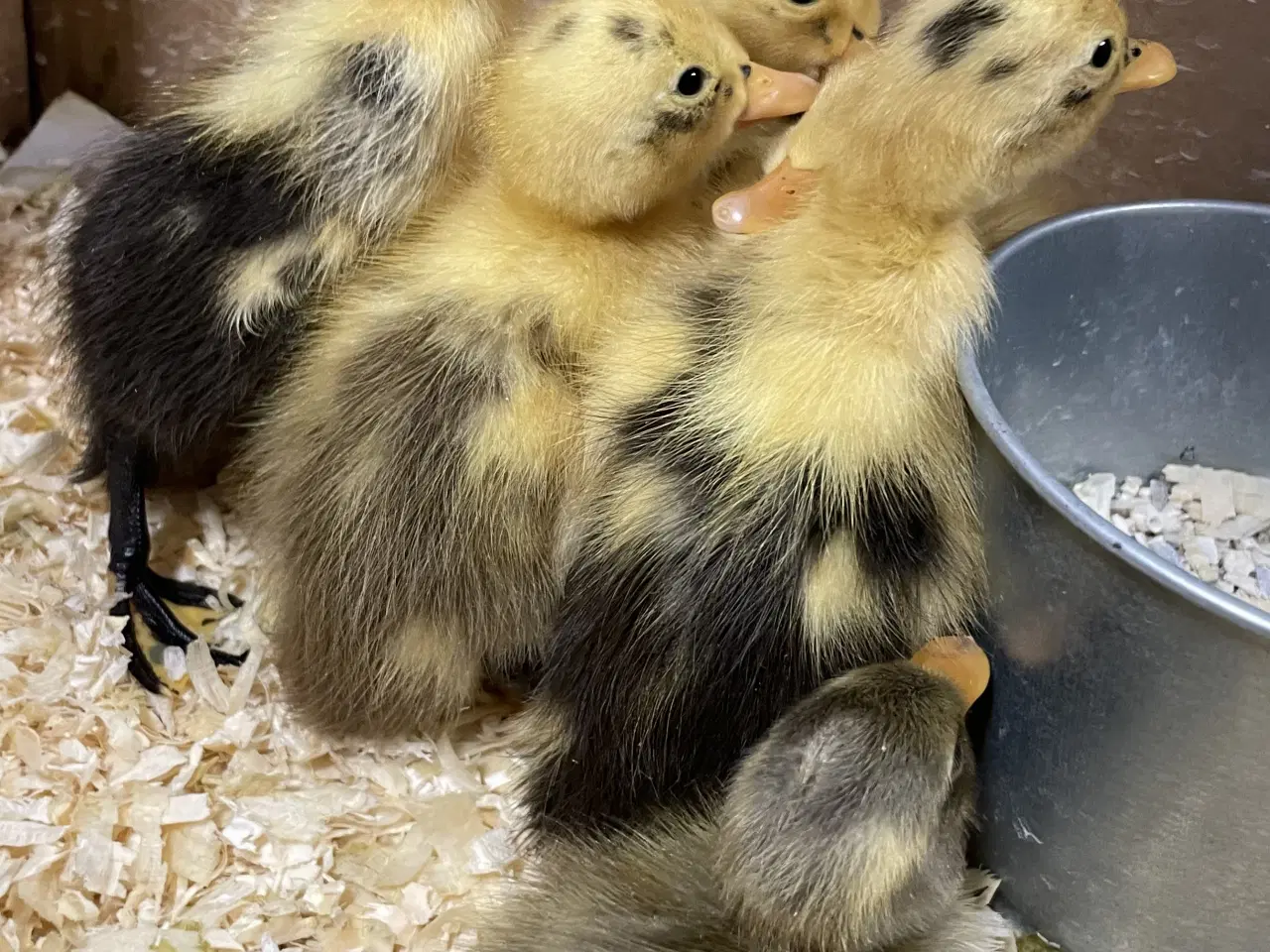 Billede 2 - Løbeande ællinger sælges