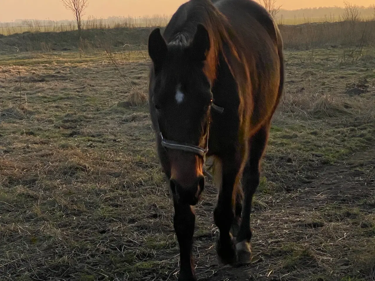 Billede 1 - 13 årig pensioneret traver hoppe/ hygge hest/