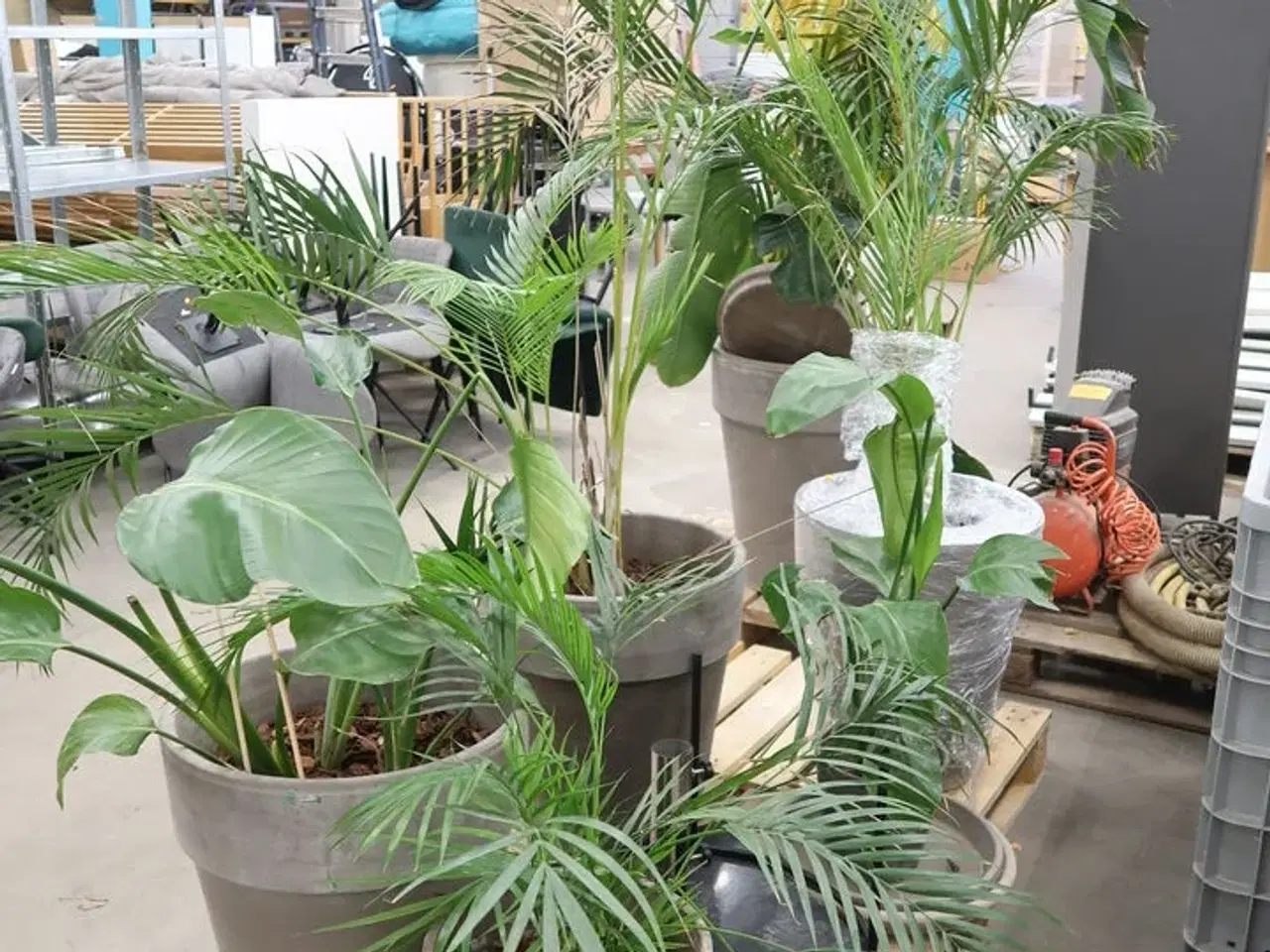 Billede 4 - Div. store planter i krukker