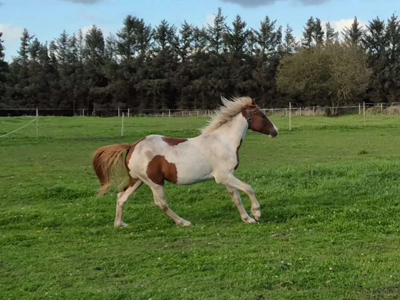 Billede 4 - Pinto hingst 2 år 