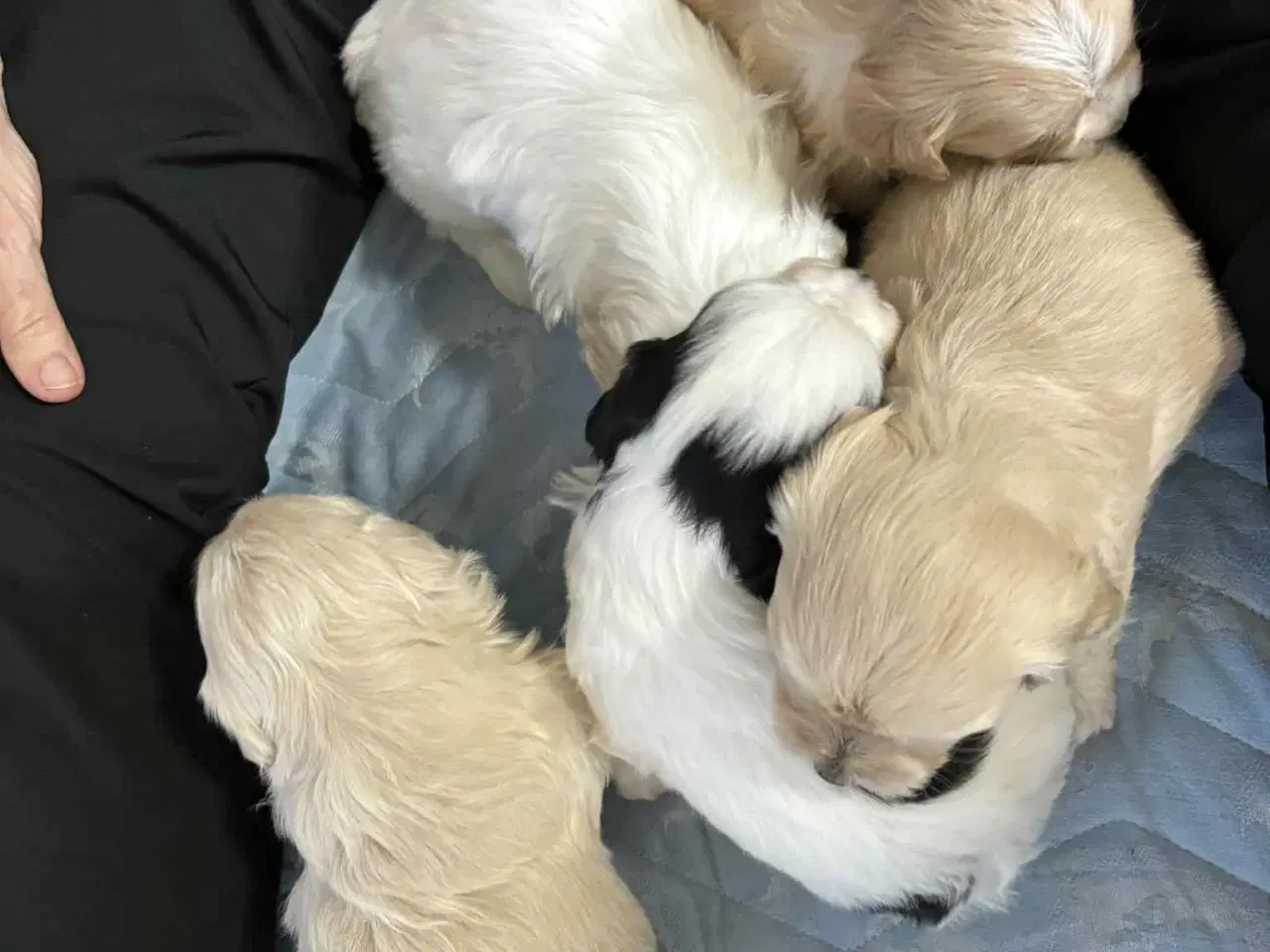 Billede 5 - Malteser blanding lille hund.