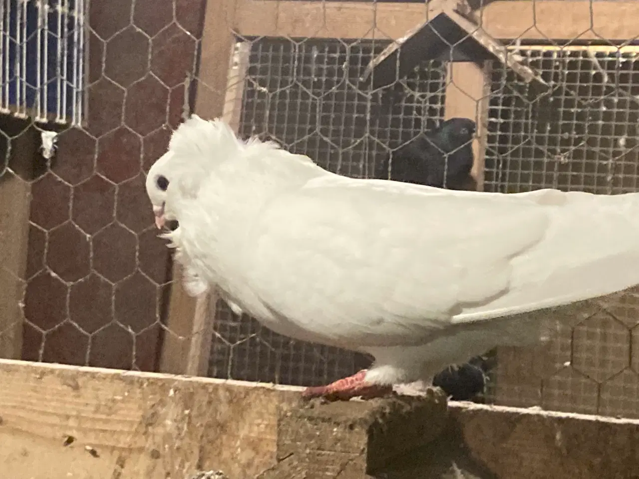 Billede 1 - Til salg hvide mæfikker