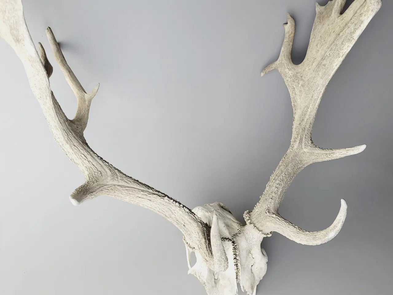 Billede 5 - Stort Dåhjort Trofæ med Fuldskuffel Gevir 