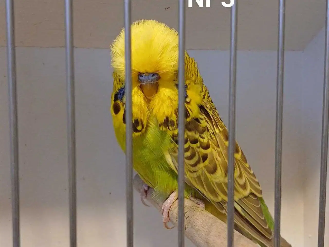 Billede 8 - Engelske undulater 