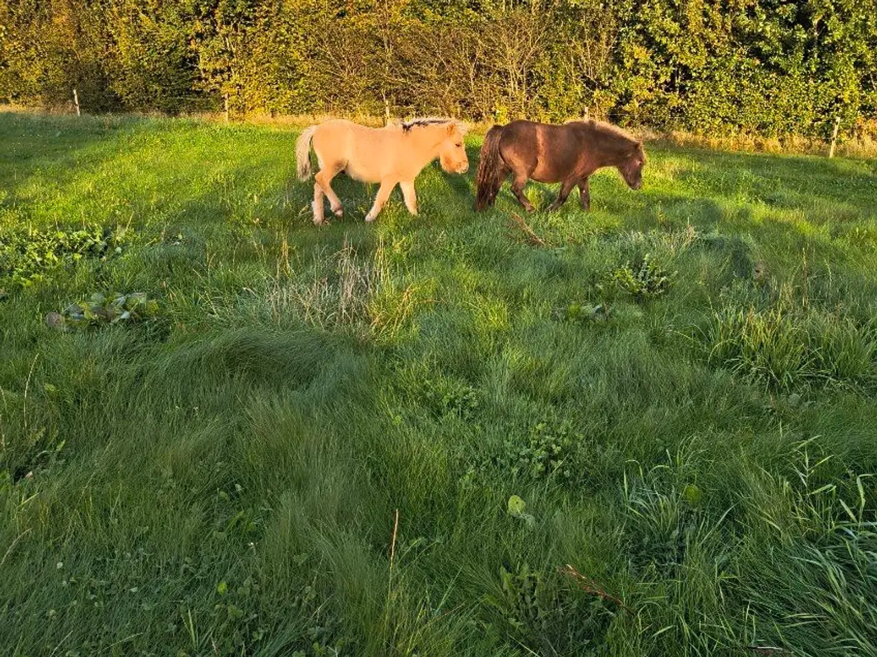 Billede 1 - 1 stk. ponyhoppe på 6 år med føl efter fjordhingst