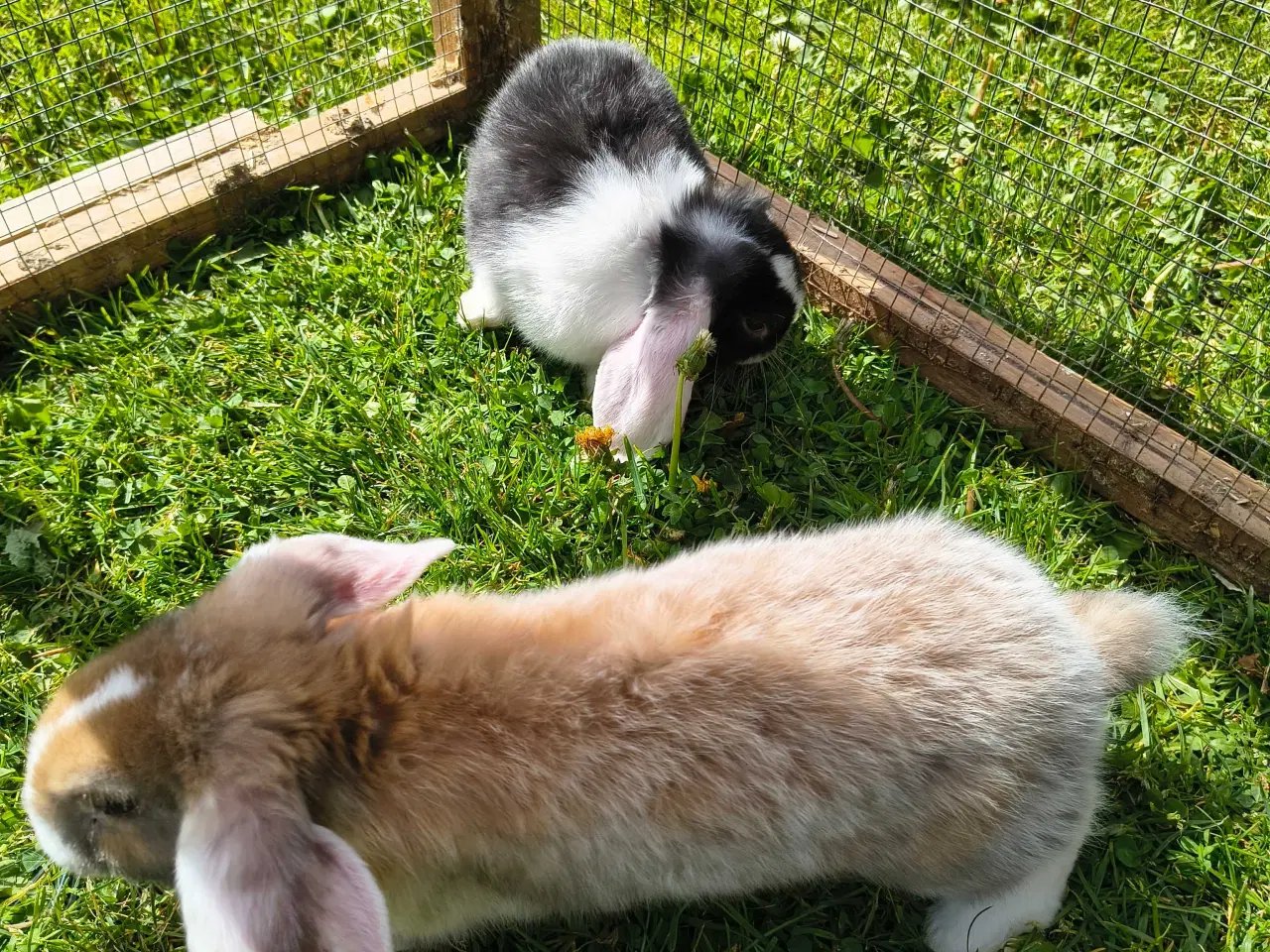 Billede 5 - Dværg vædder/Mini lop