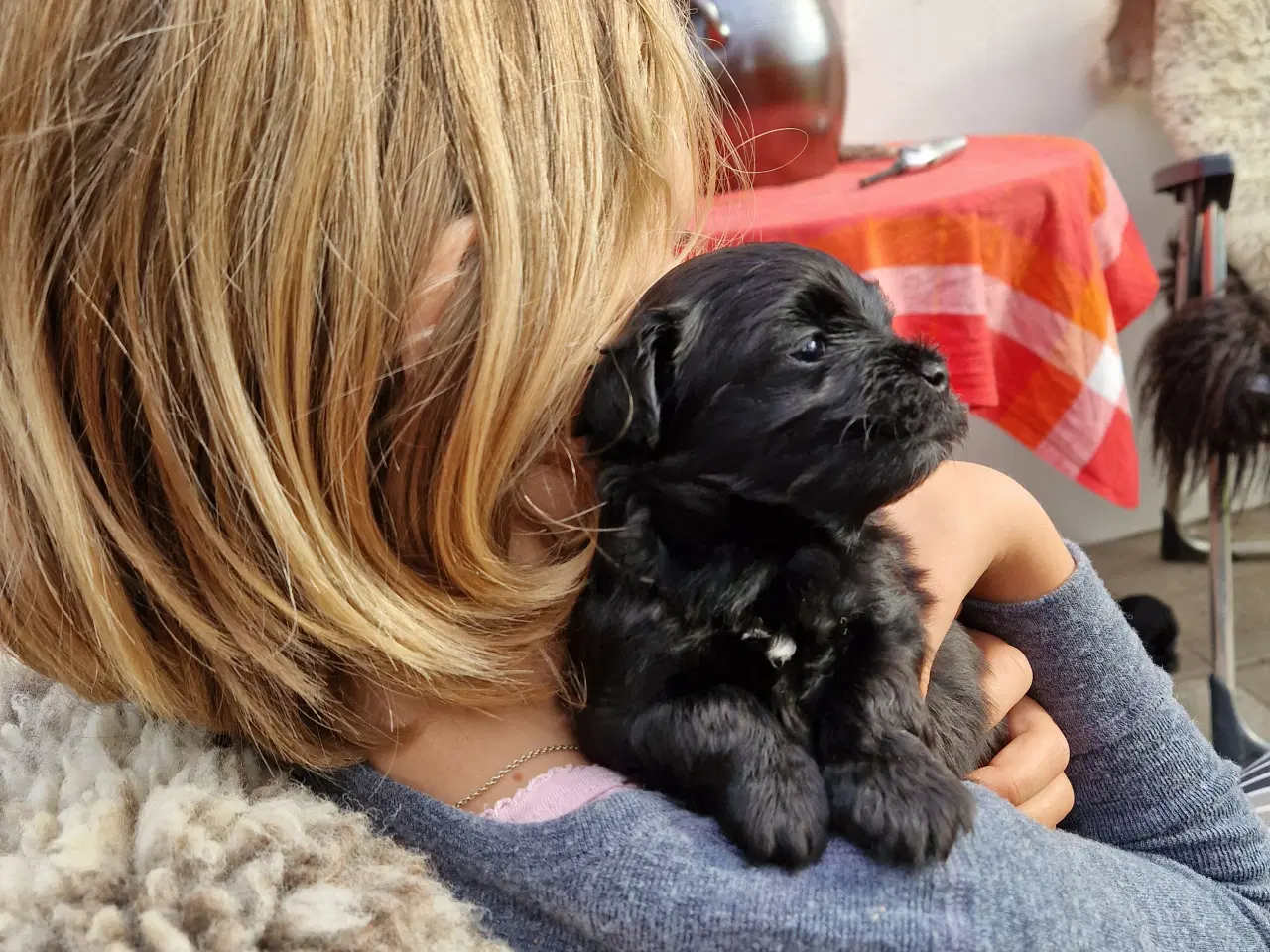 Billede 5 - Bichon Havanais hvalpe.