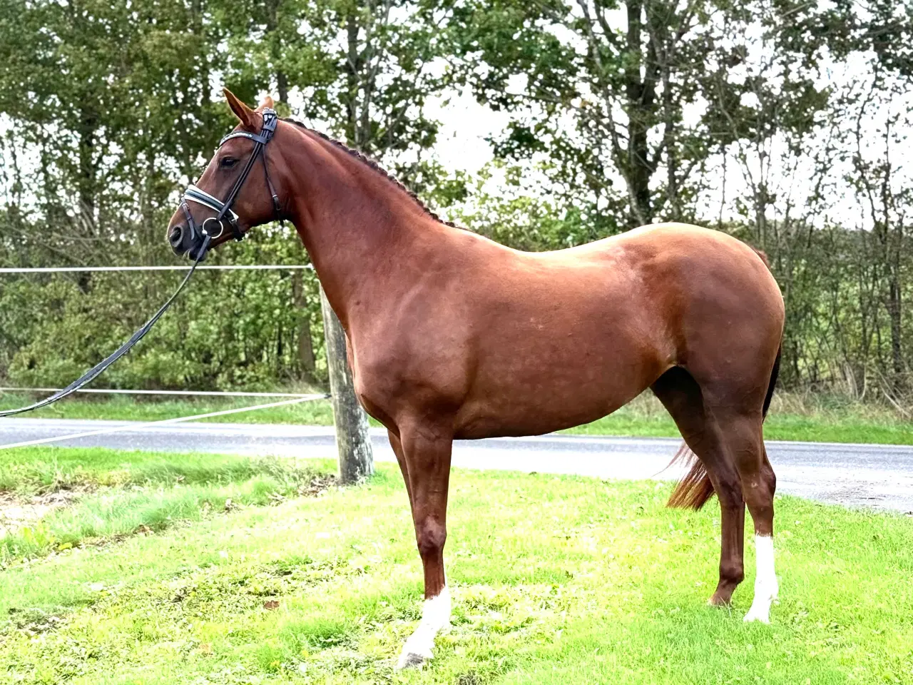 Billede 5 - Smuk DV Hoppe
