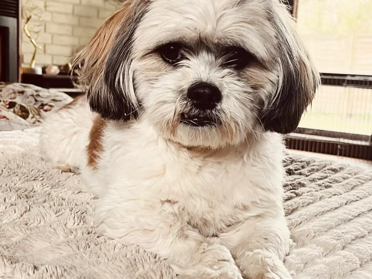 Billede 6 - Hvalpe - Shihtzu/malteser - bomuldshvalpe