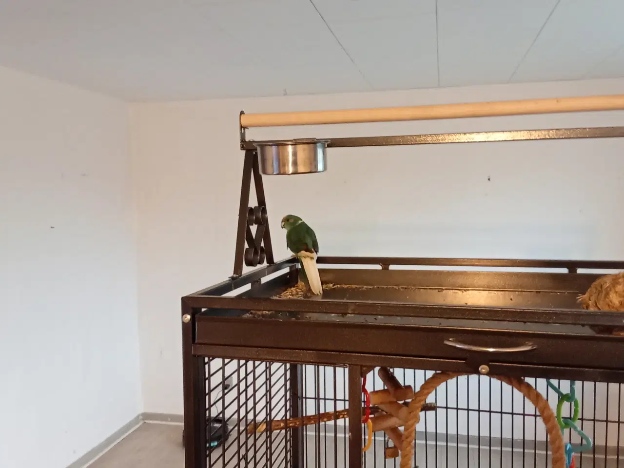 Billede 1 - Blålig gedde parakit