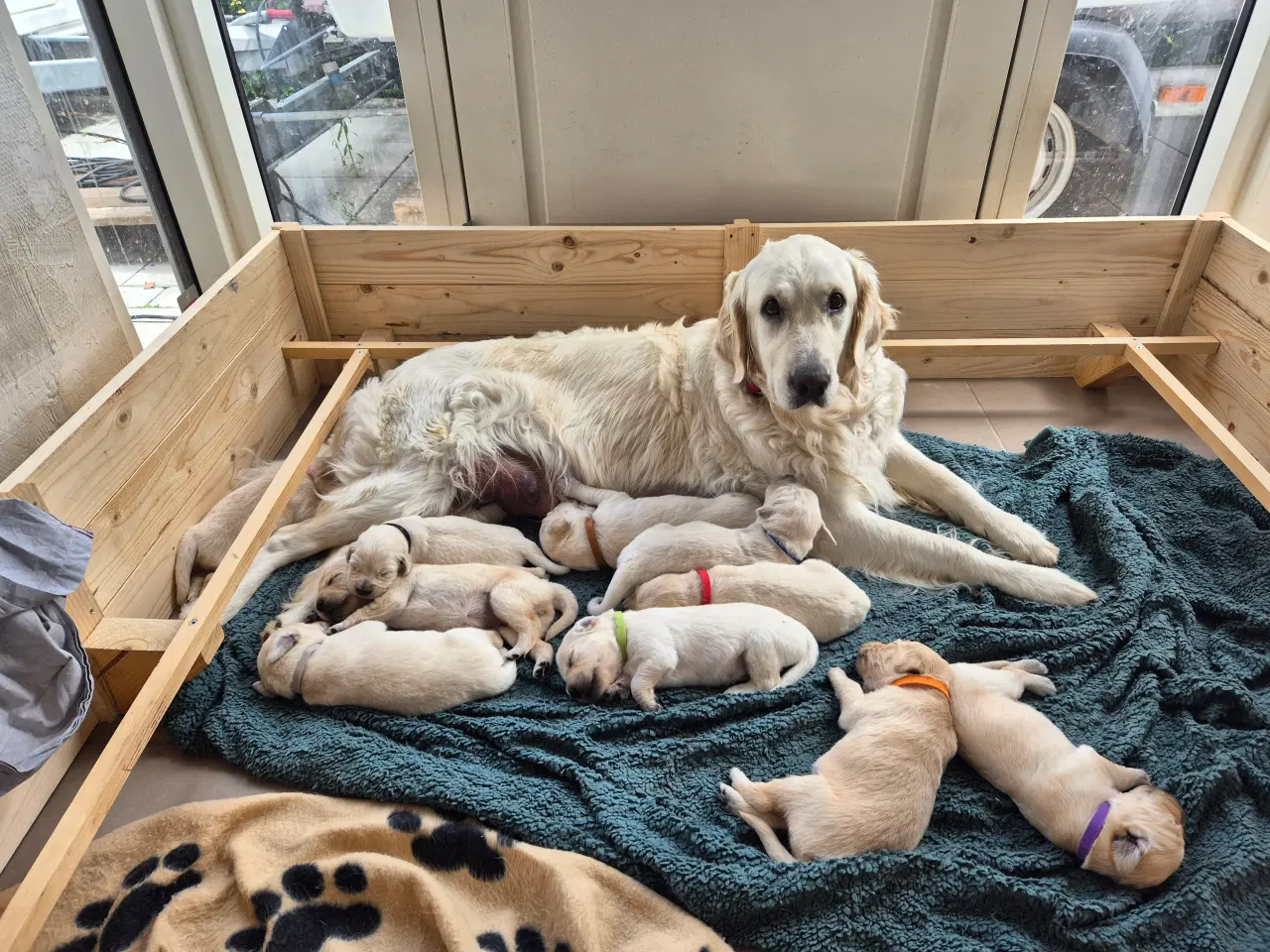 Billede 15 - Golden retriever hvalpe 