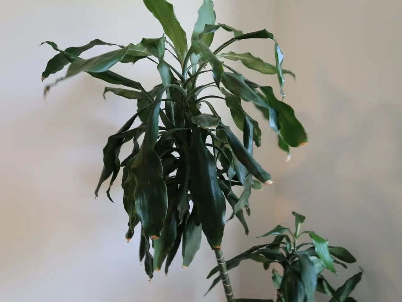 Billede 2 - Plante i krukke