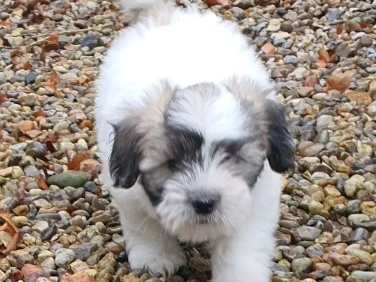 Billede 7 - Coton de tulear