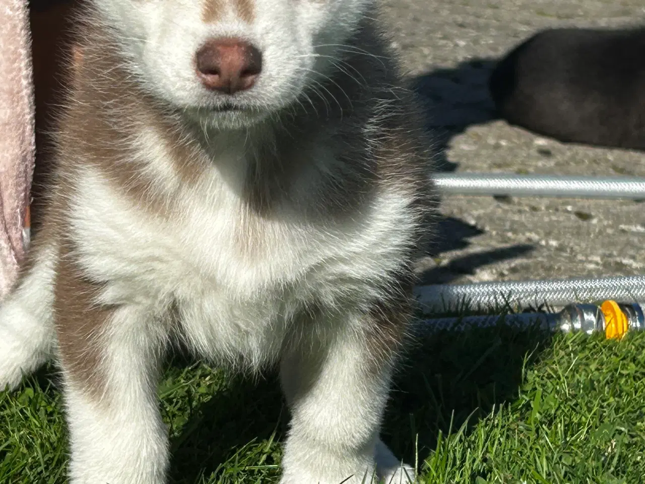 Billede 6 - 4 søde husky piger