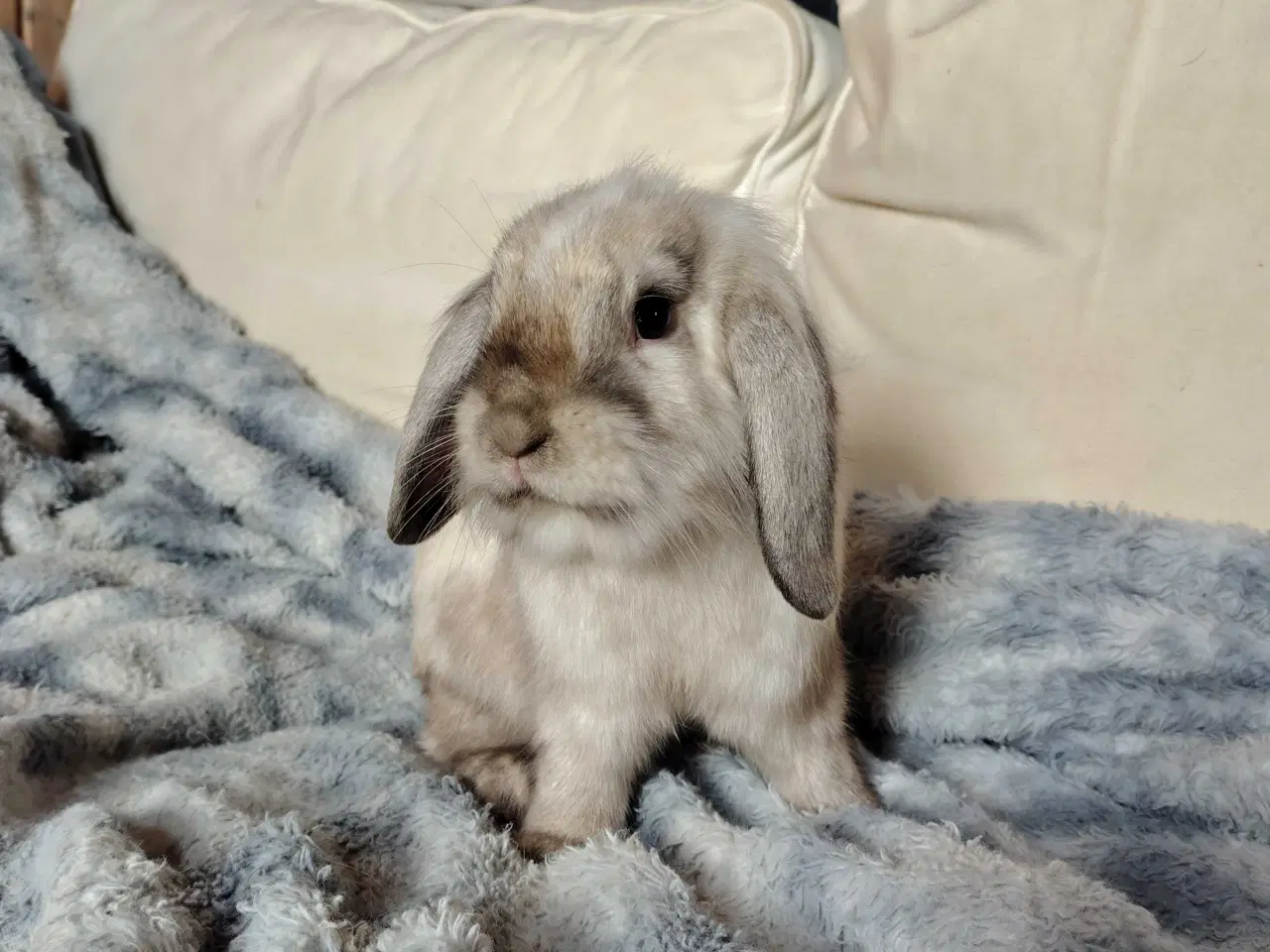 Billede 4 - Kiki er Kastreret og renlig 🐰