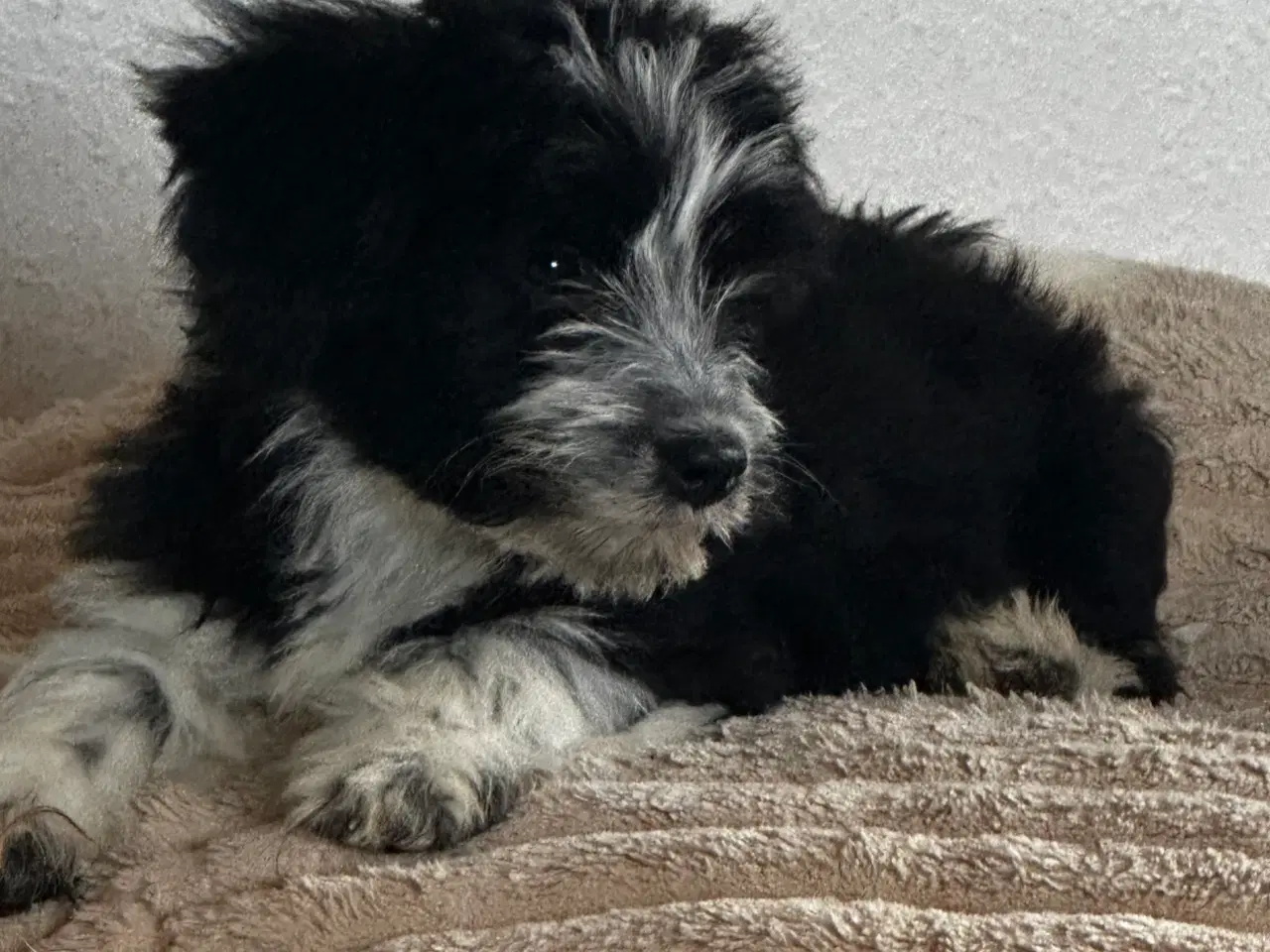 Billede 4 - Psykisk servicehund