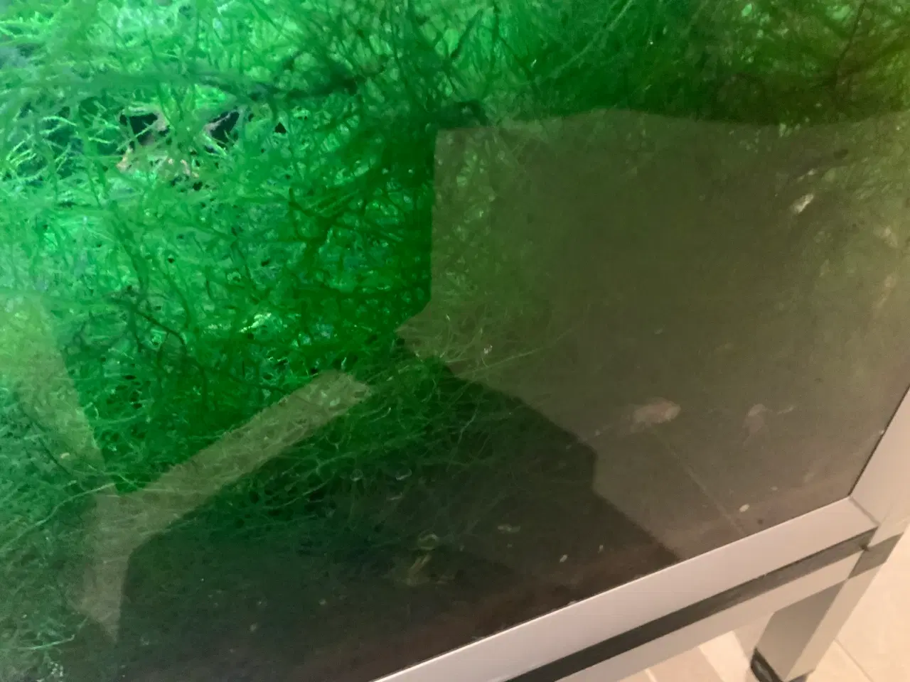 Billede 2 - Sugemalle alm