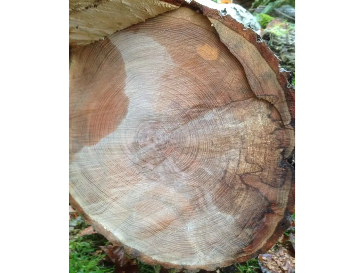 Billede 3 - Asketræs stammer i ass. størrelser sælges
