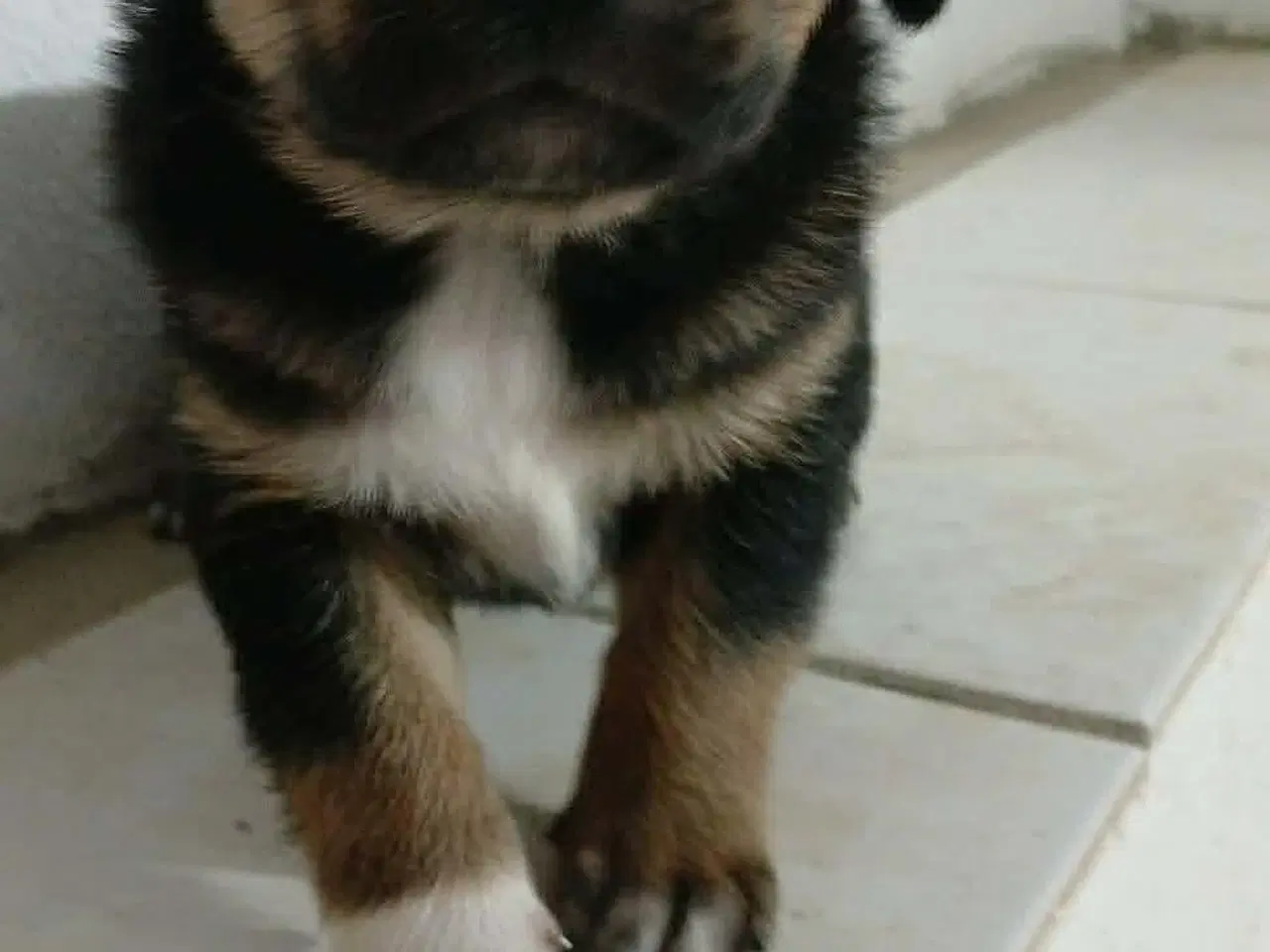 Billede 12 - Sødeste Crossaint søger familie 