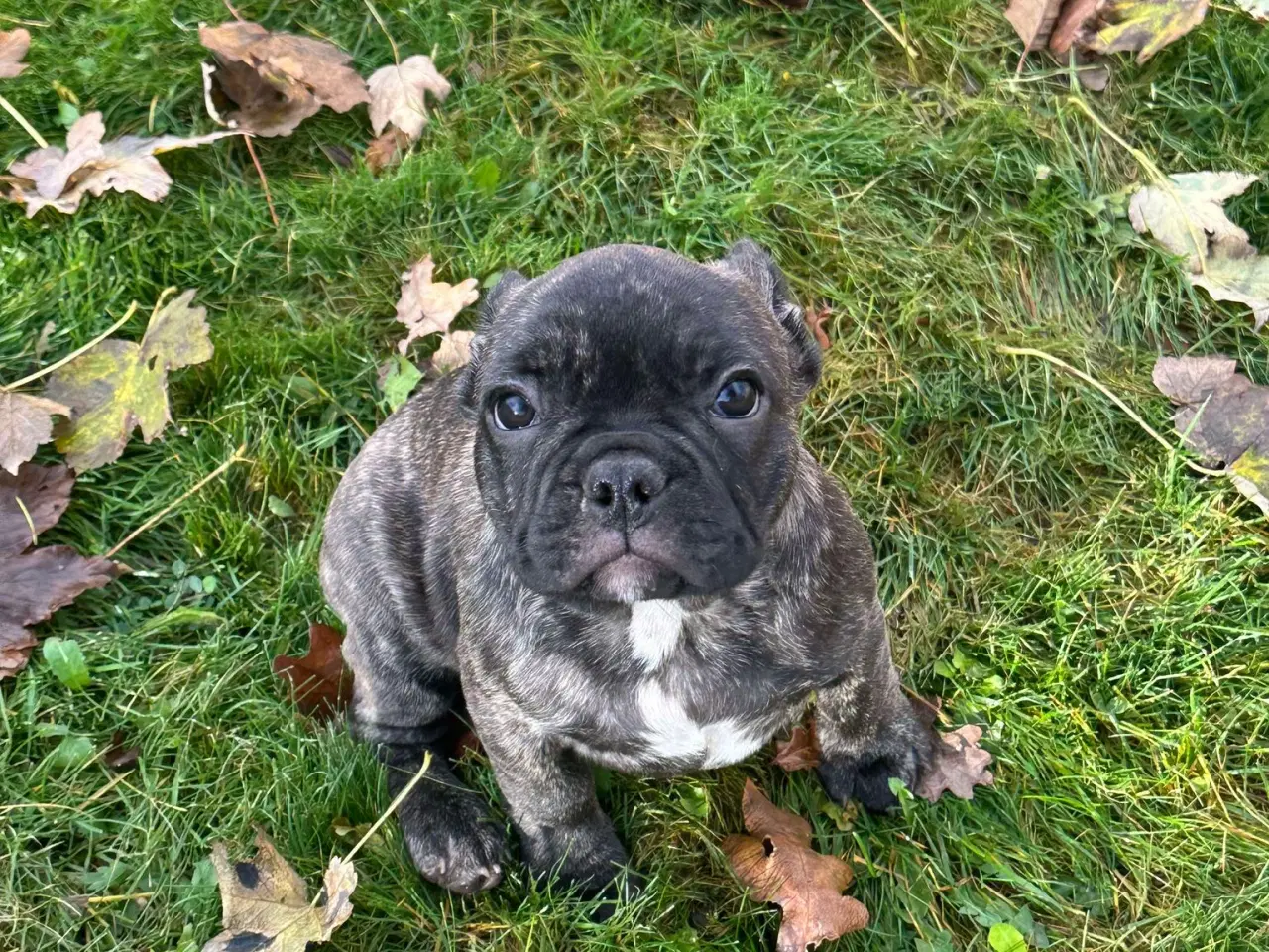 Billede 10 - Fransk bulldog / Brindle November!