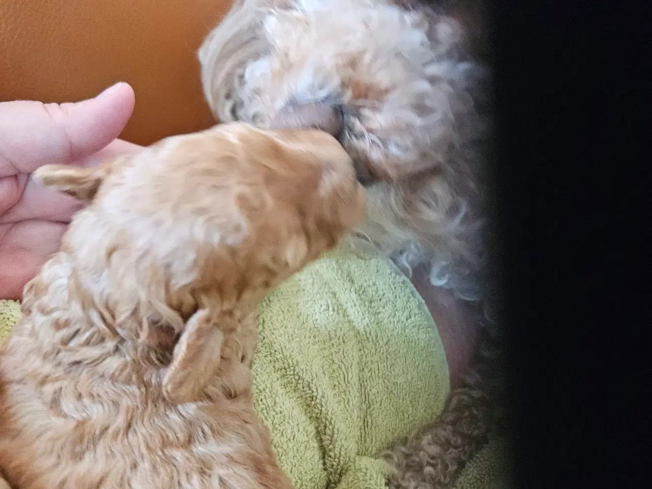 Billede 1 - Puddel toy/dværg 