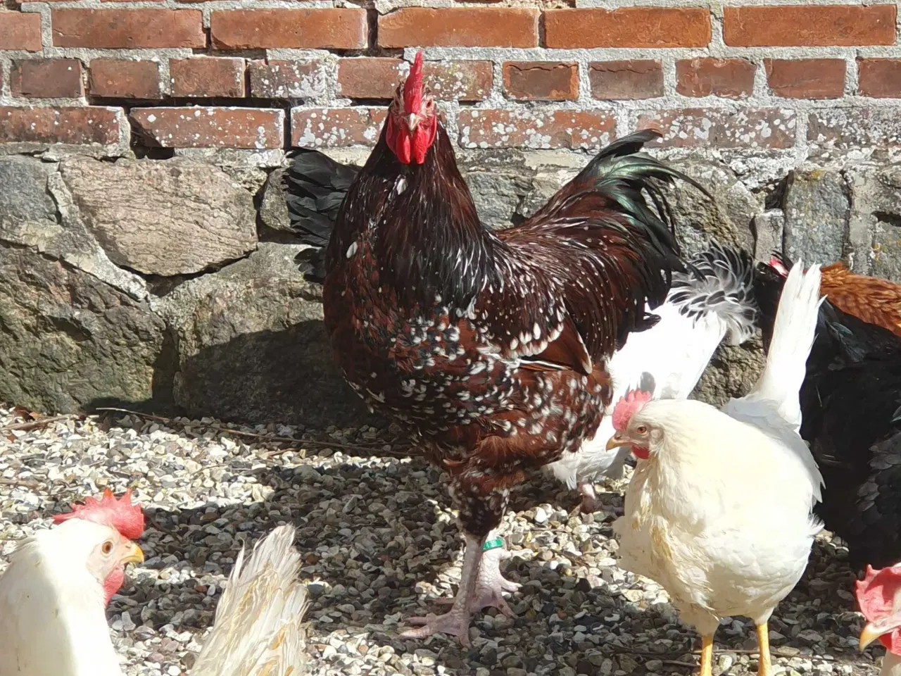 Billede 3 - Havehøns
