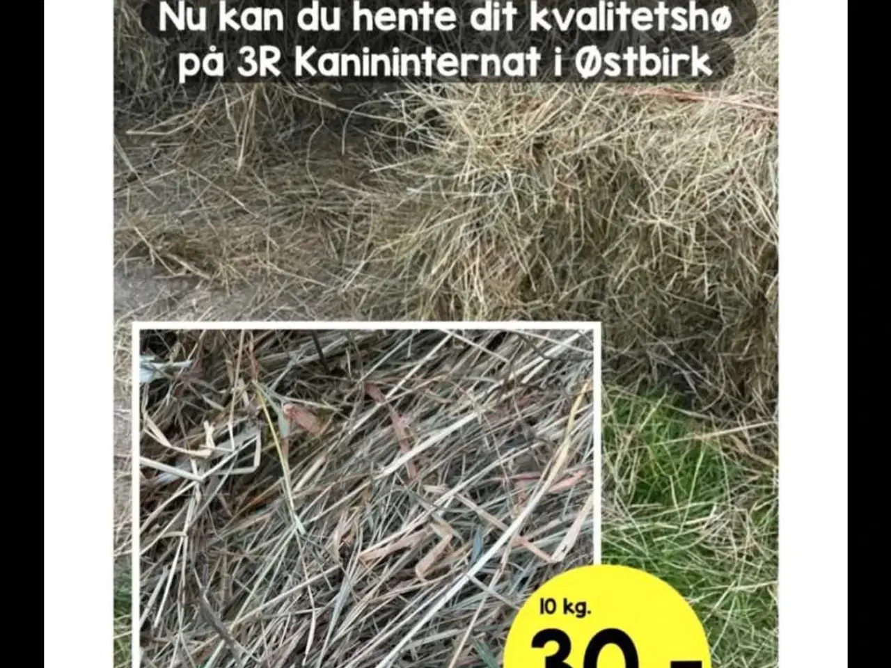 Billede 9 - Kanin, kanin unge