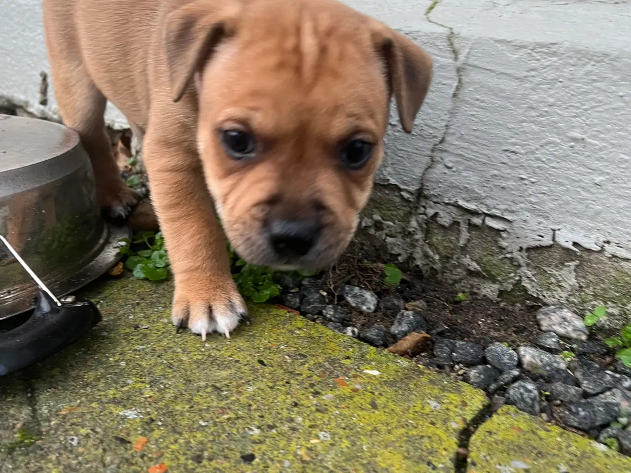 Billede 2 - Skønne og dejlige Staff hvalpe