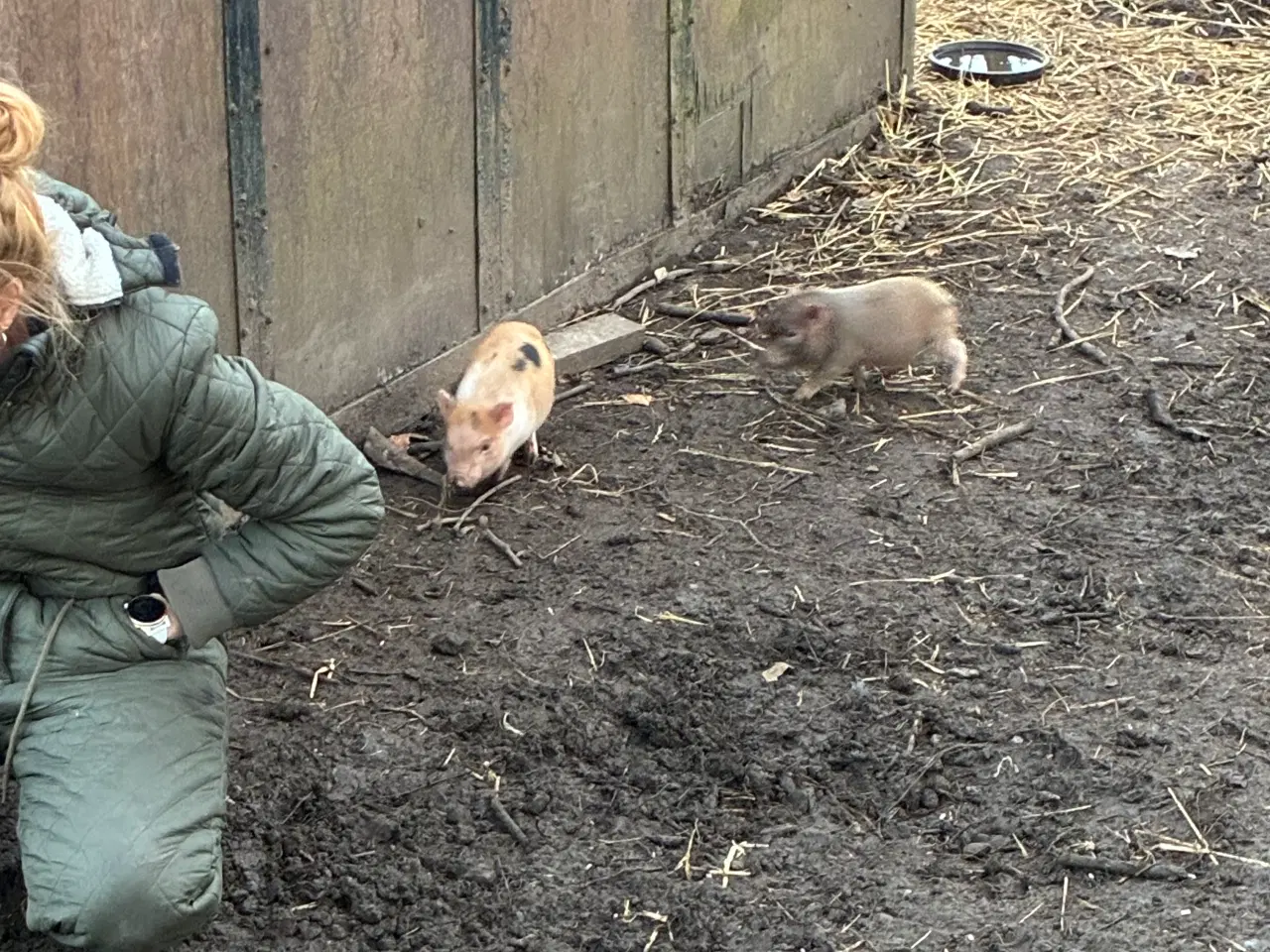 Billede 2 - Mini grise chippet og med papir