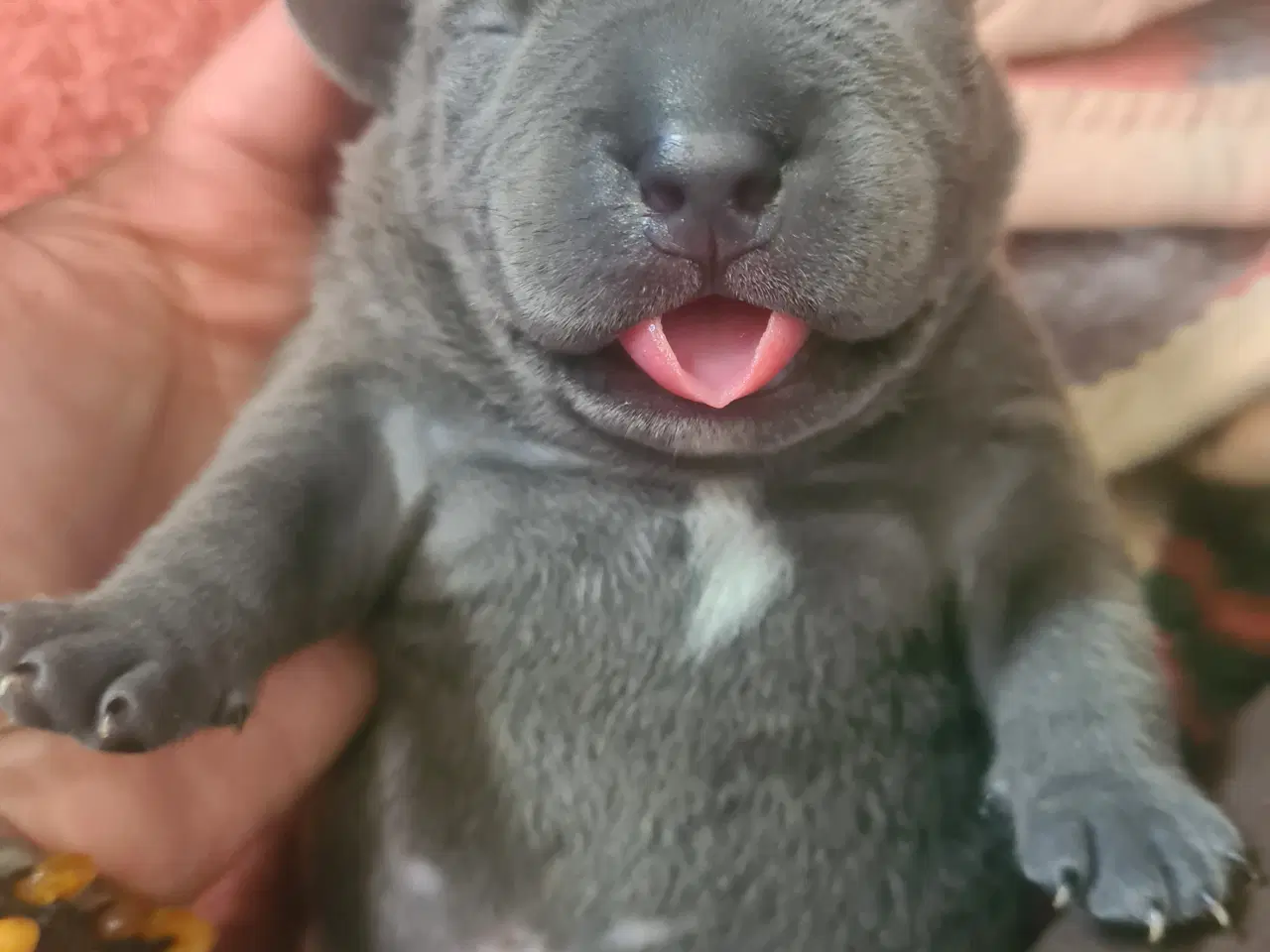 Billede 6 - Blu Dreng Abkc American Bully 