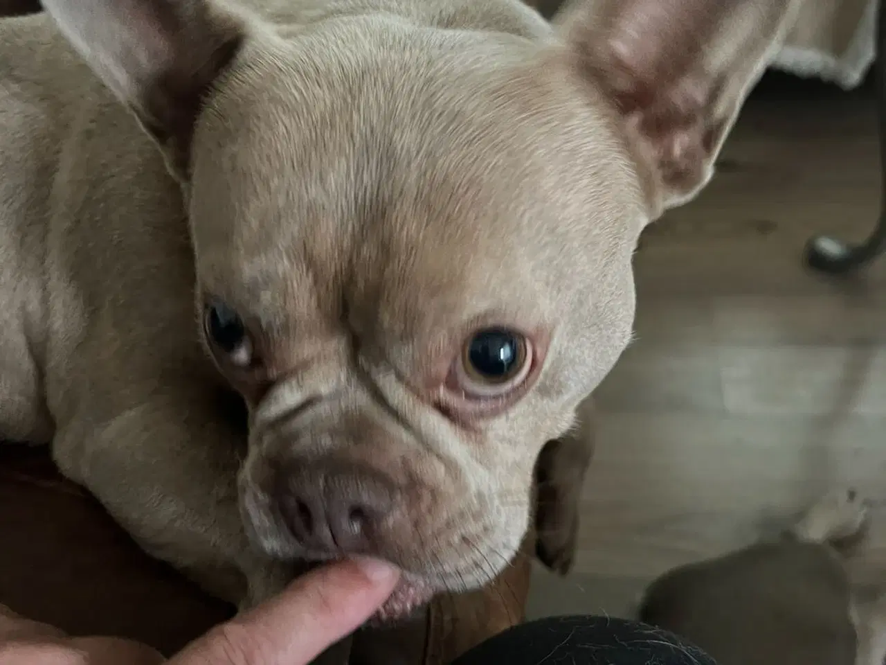 Billede 1 - VERDENS SØDESTE FRANSK BULLDOG PIGE M FULD RØNTGEN
