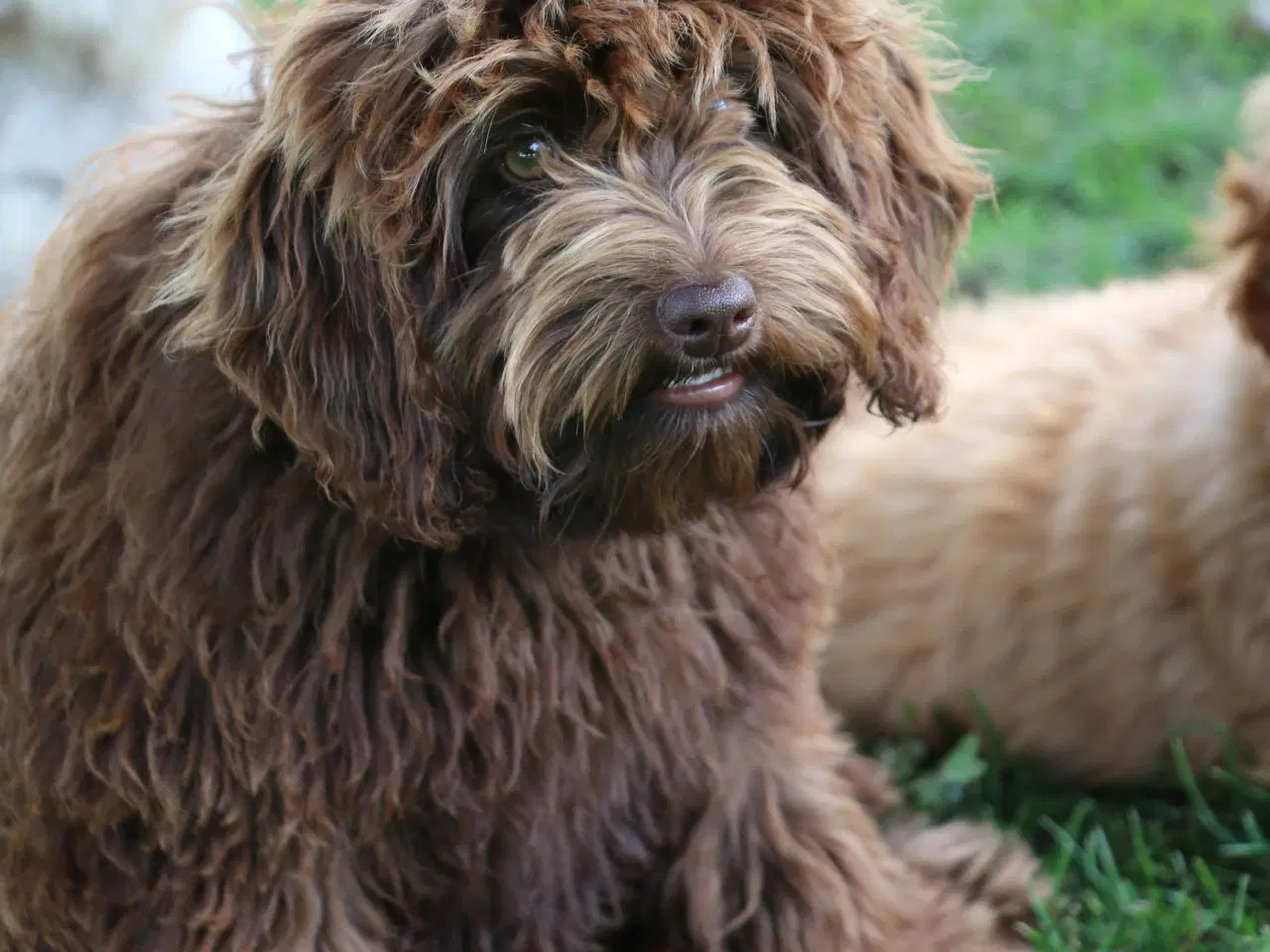 Billede 15 - Goldendoodle Doodledoodle Cavapoo