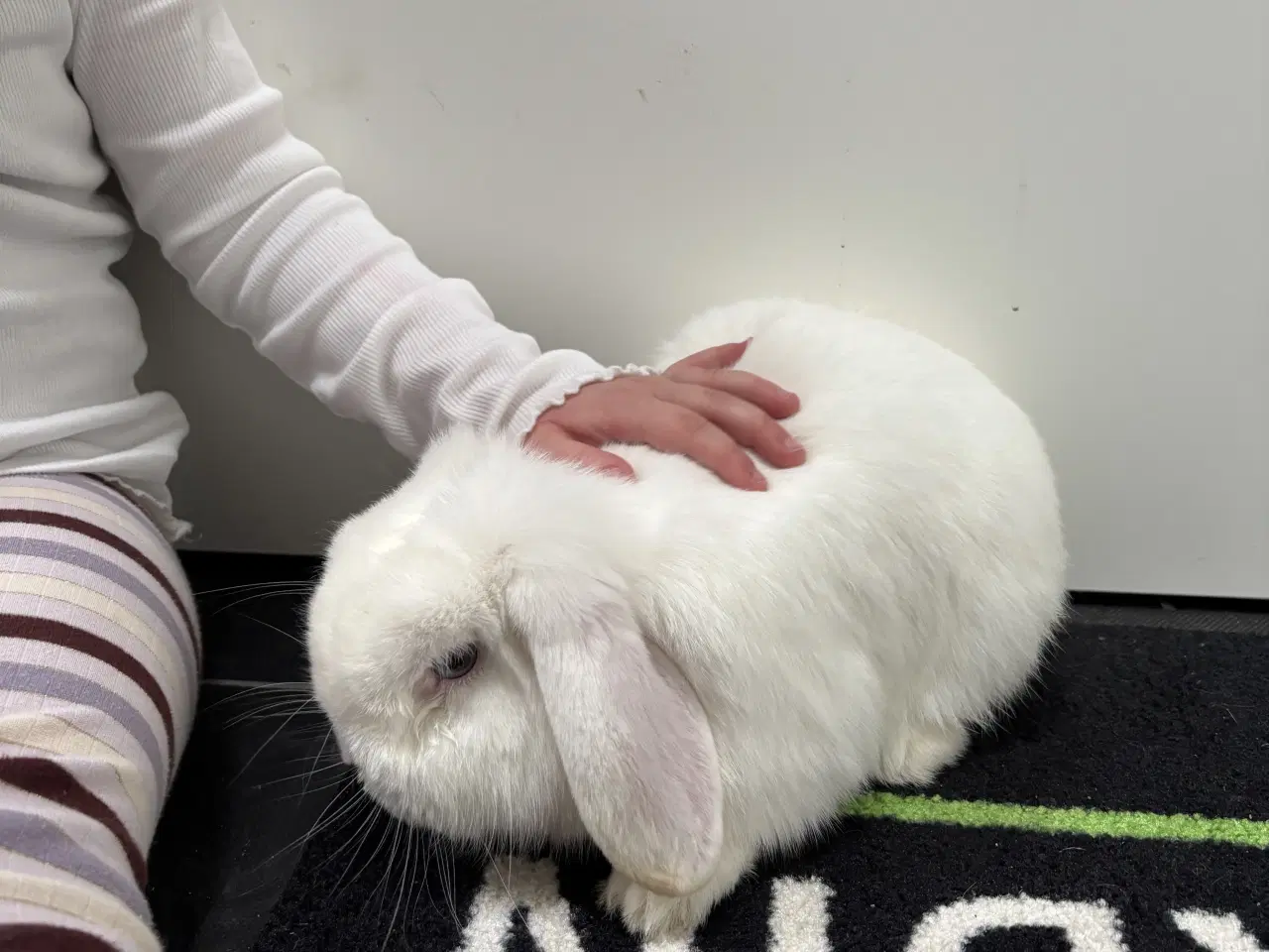 Billede 3 - Hvid Minilop han kanin på 1 år søger nyt hjem