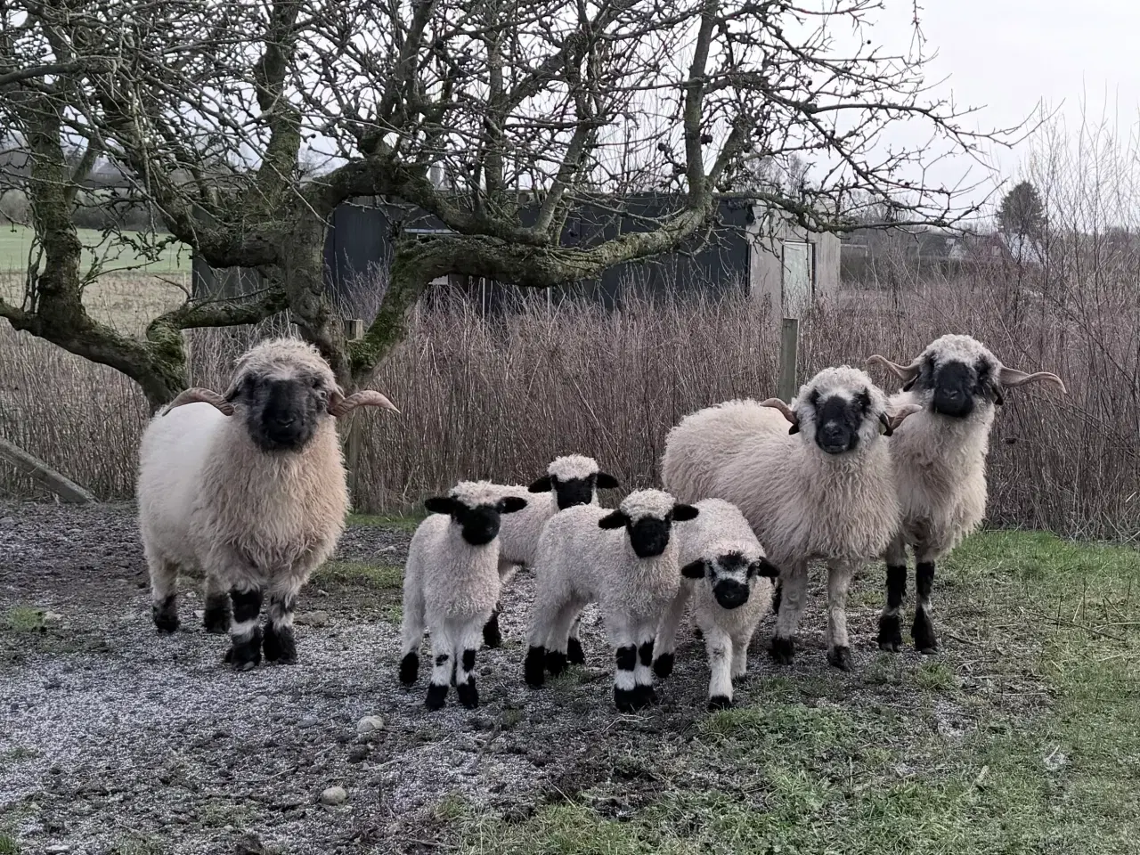 Billede 2 - 2 vædder lam valais blacknose